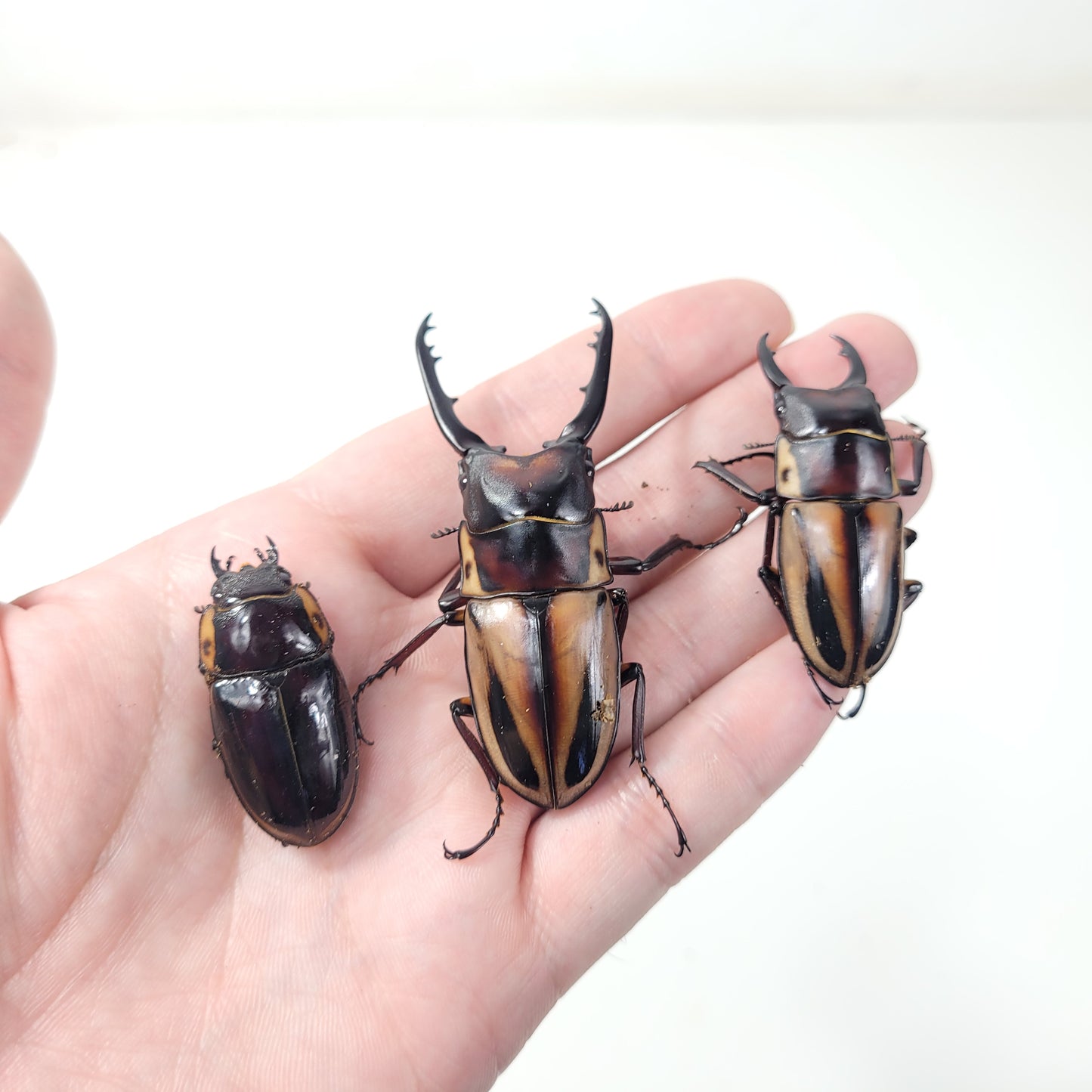Prosopocoilus fabricei takakuwai