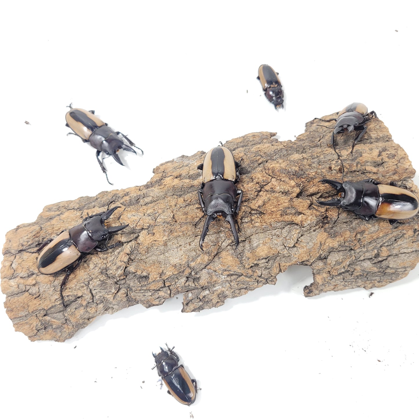 (On Sale!) Prosopocoilus fruhstorferi fruhstorferi