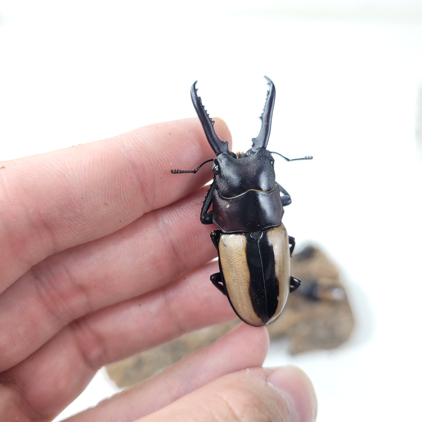 (On Sale!) Prosopocoilus fruhstorferi fruhstorferi