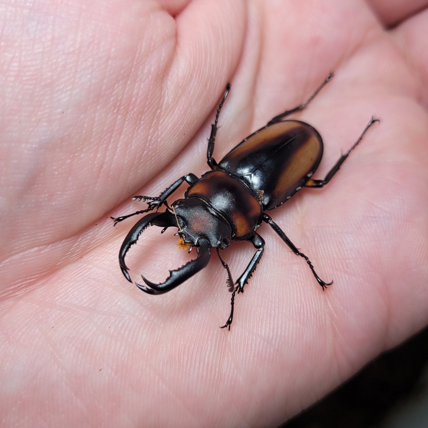 Mystery Beetle Box!