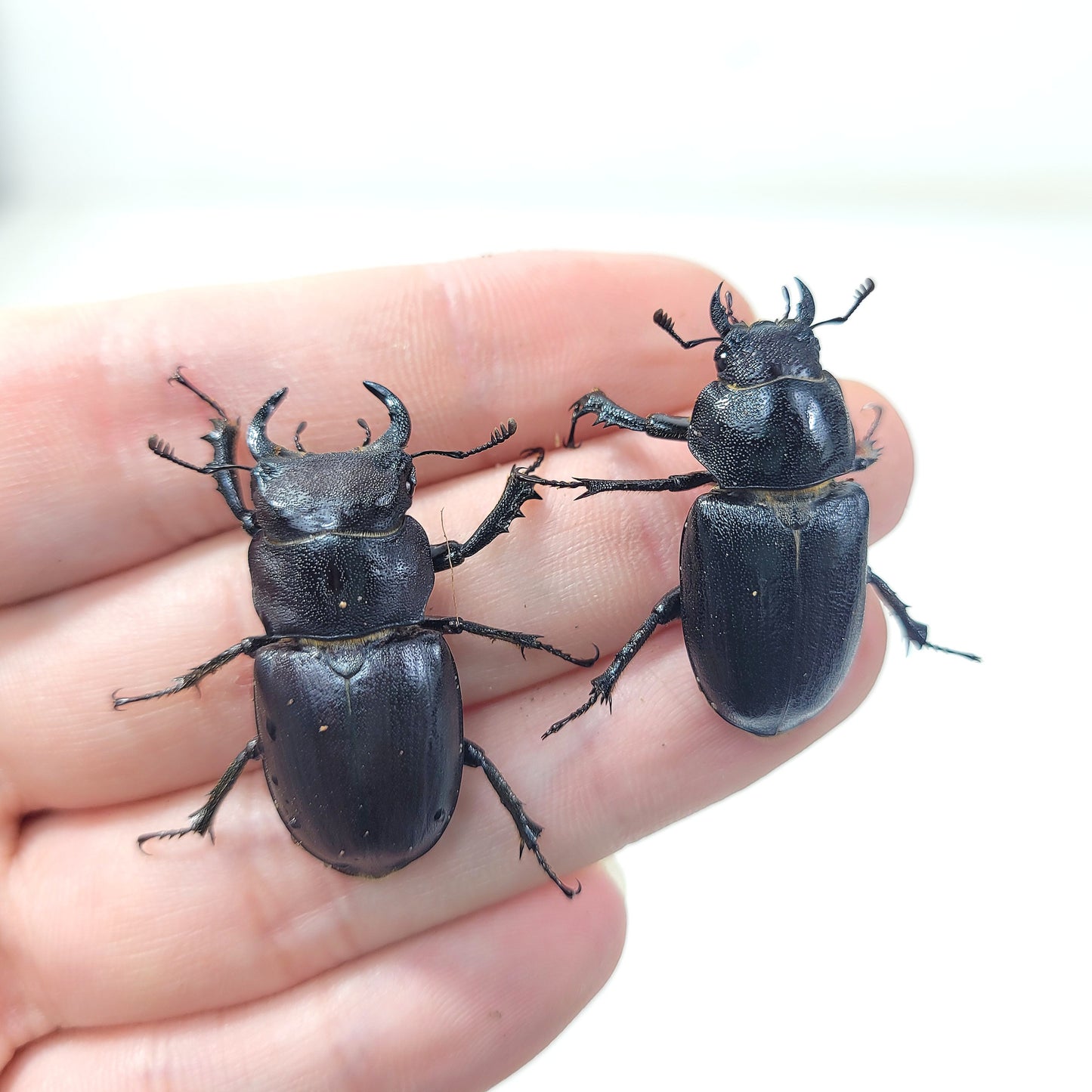 best pet insects