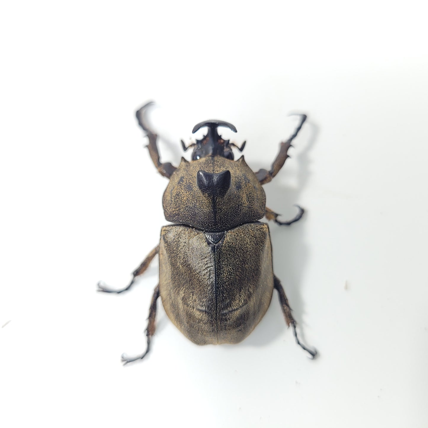 Tempest Rhino Beetle (Allomyrina pfeifferi)