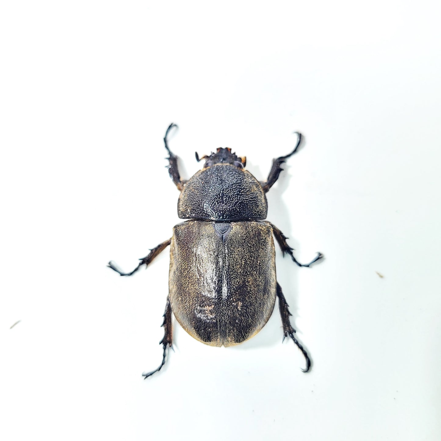Tempest Rhino Beetle (Allomyrina pfeifferi)