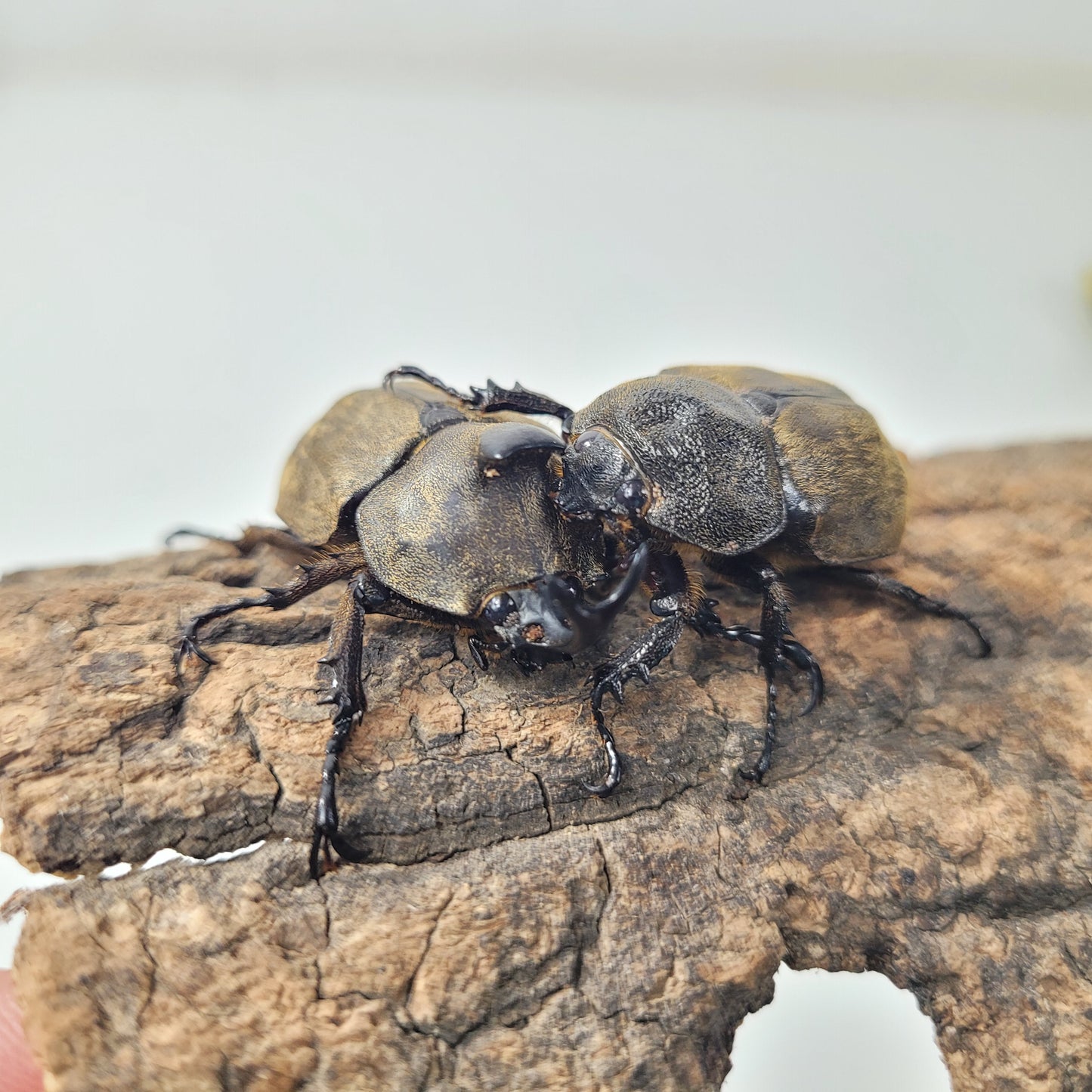 Tempest Rhino Beetle (Allomyrina pfeifferi)