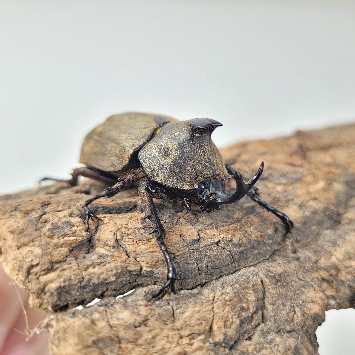 Tempest Rhino Beetle (Allomyrina pfeifferi)