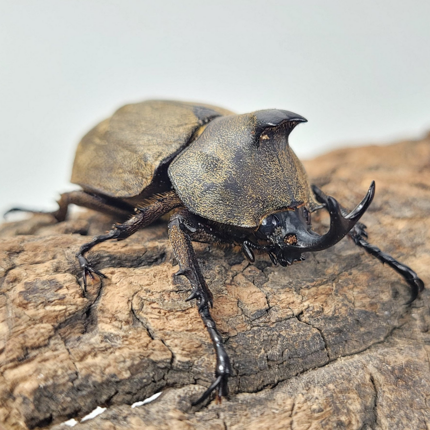 Tempest Rhino Beetle (Allomyrina pfeifferi)