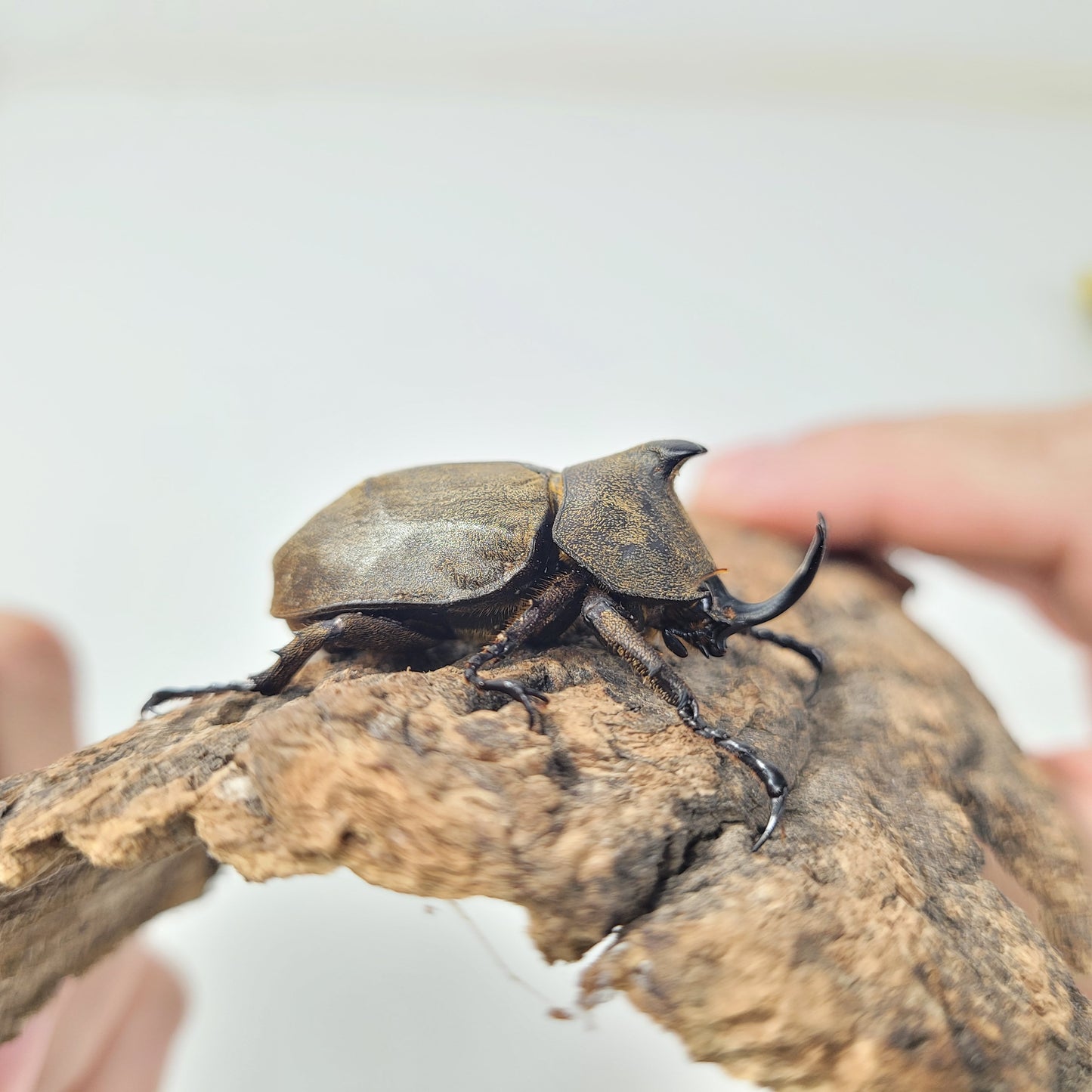 Tempest Rhino Beetle (Allomyrina pfeifferi)