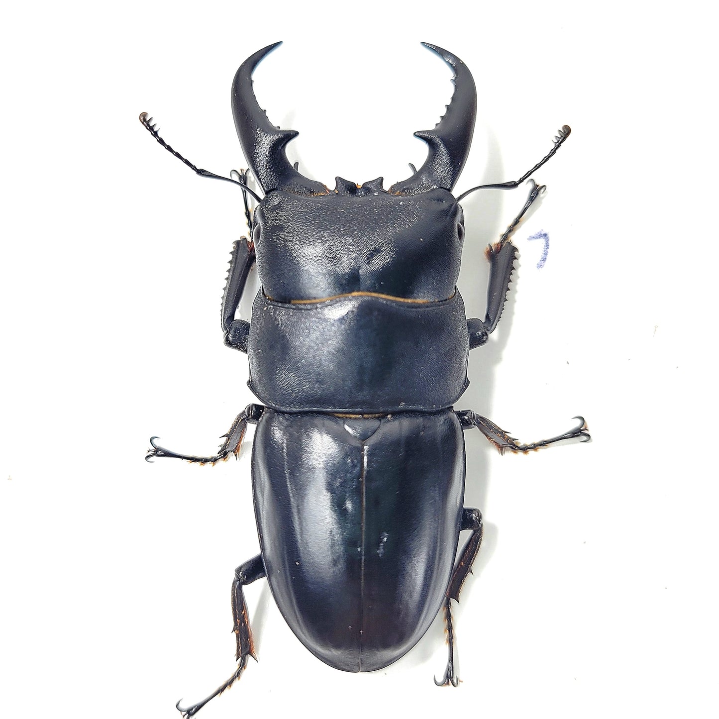 Sika Stag Beetle (Dorcus titanus sika)