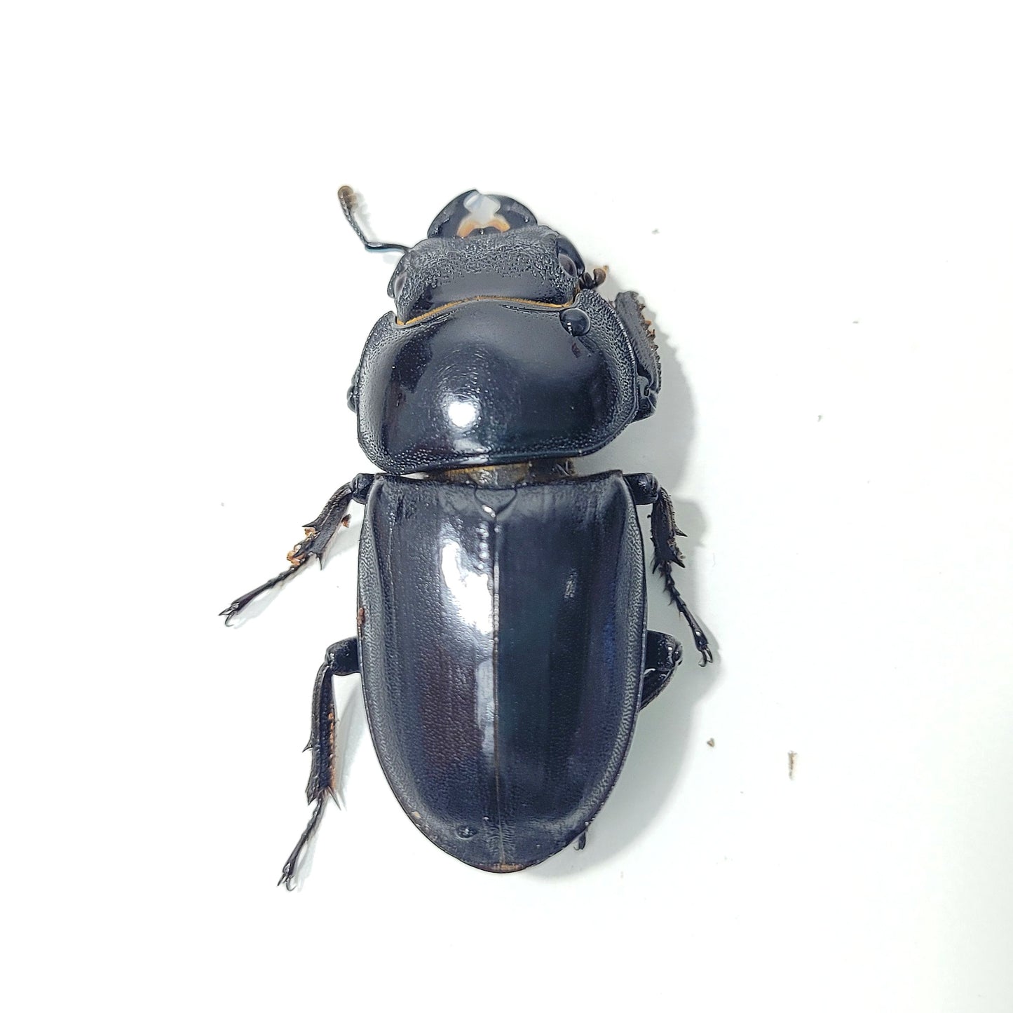 Sika Stag Beetle (Dorcus titanus sika)