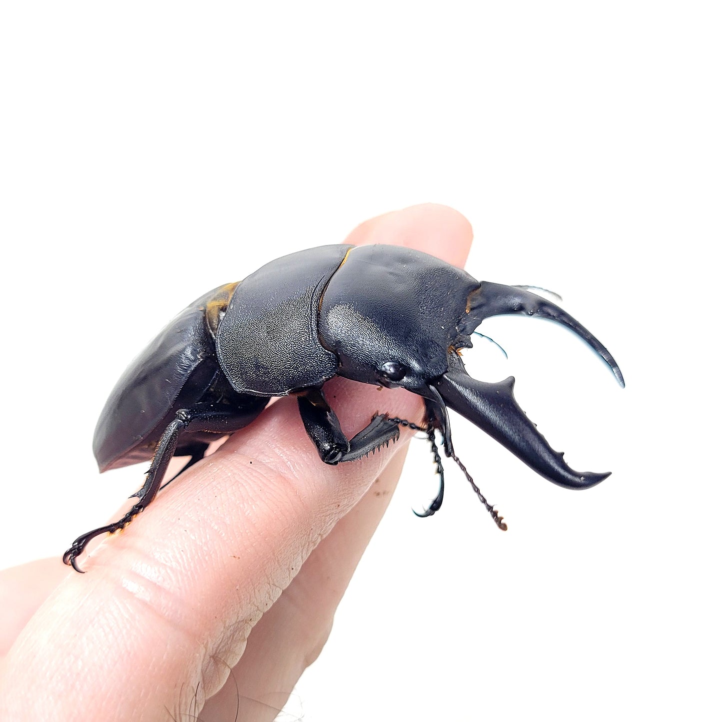 Sika Stag Beetle (Dorcus titanus sika)