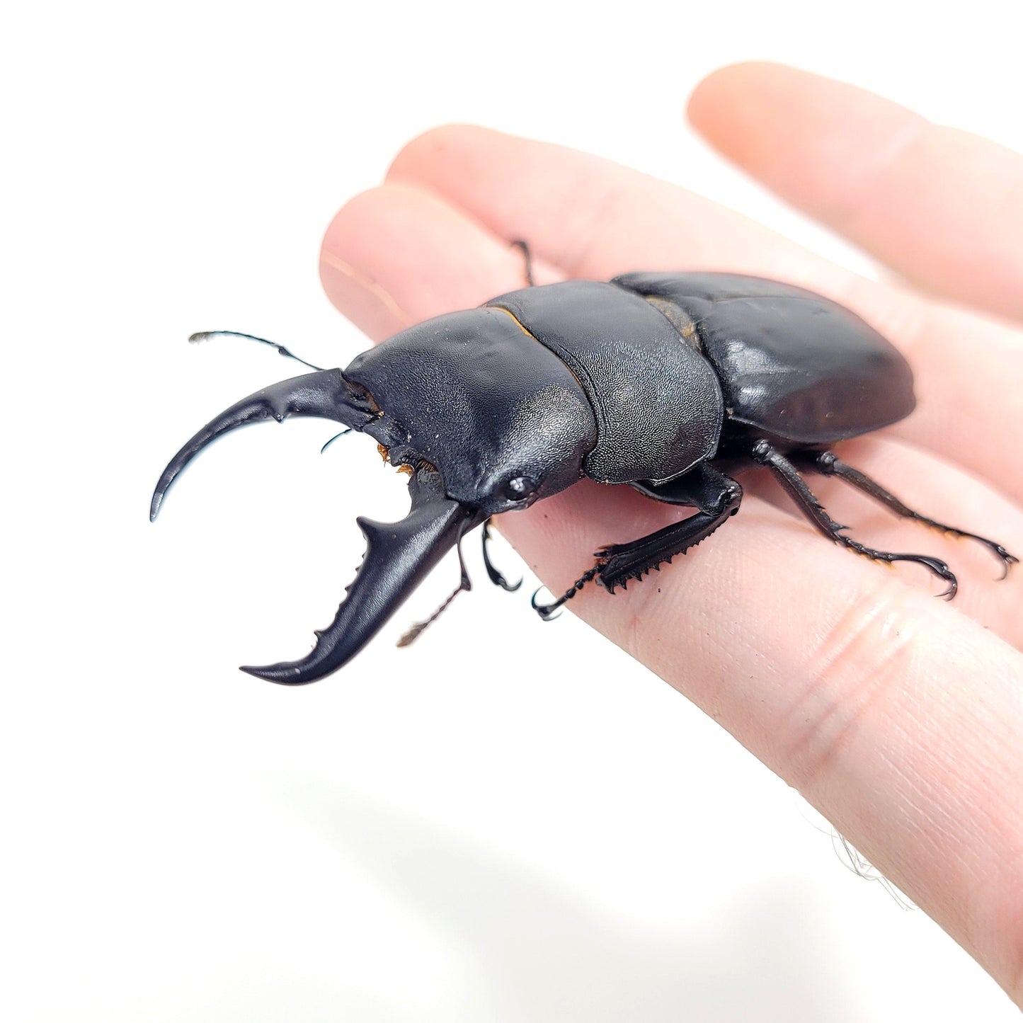 Sika Stag Beetle (Dorcus titanus sika)