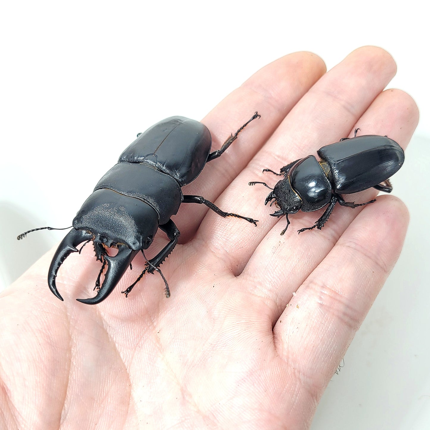 Sika Stag Beetle (Dorcus titanus sika)