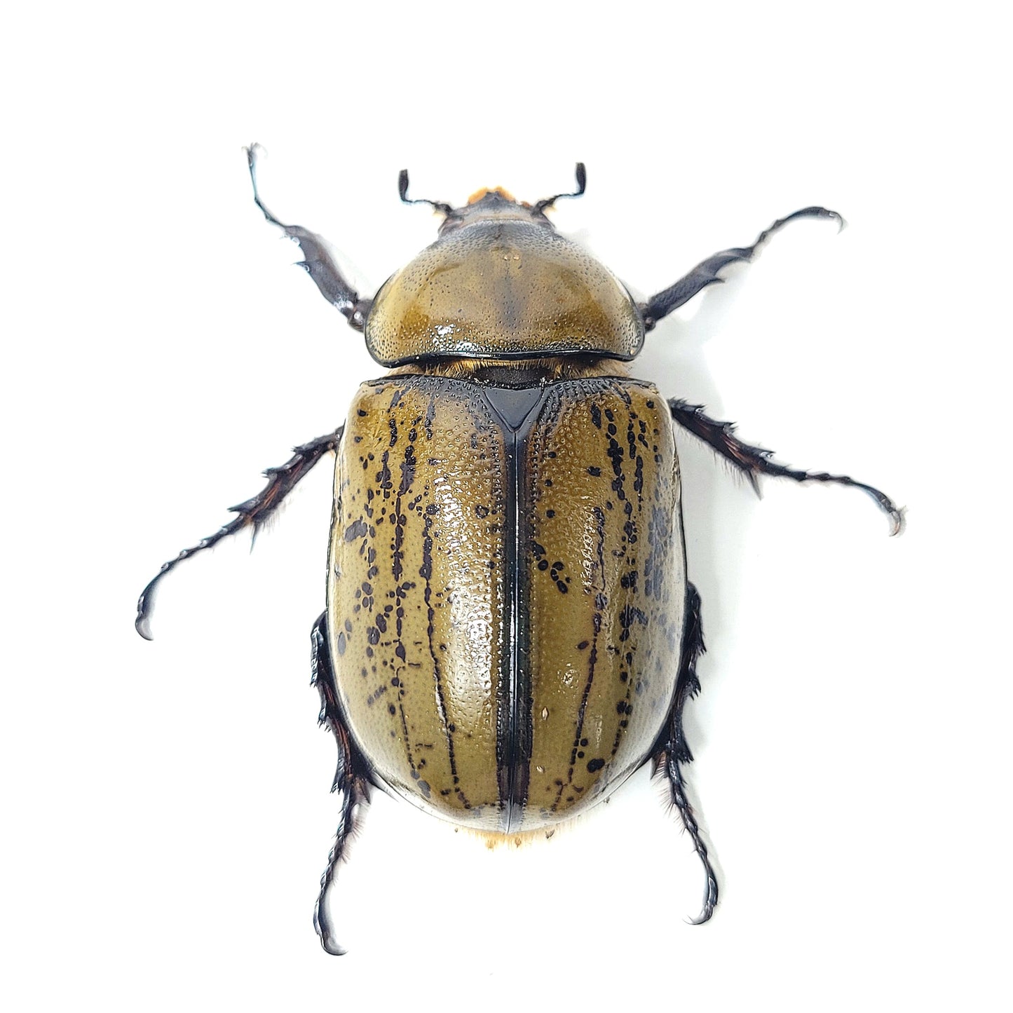 Eastern Hercules (Dynastes tityus)