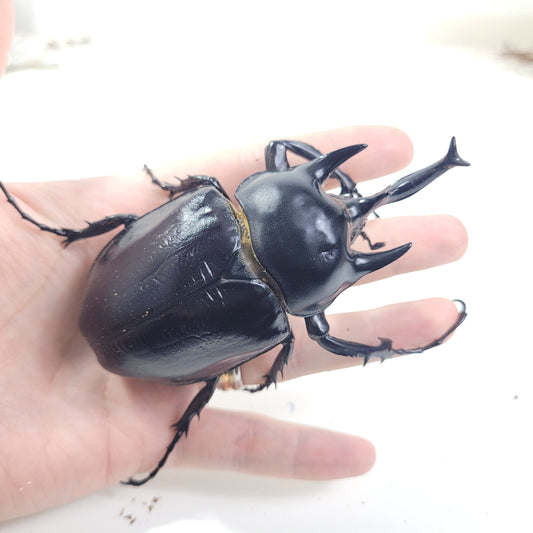 Actaeon Beetle (Megasoma actaeon)