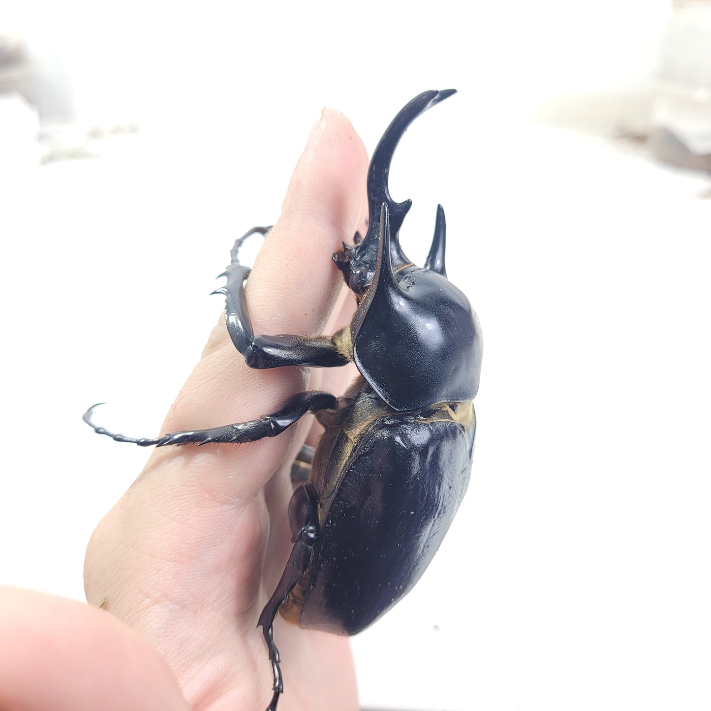 Actaeon Beetle (Megasoma actaeon)