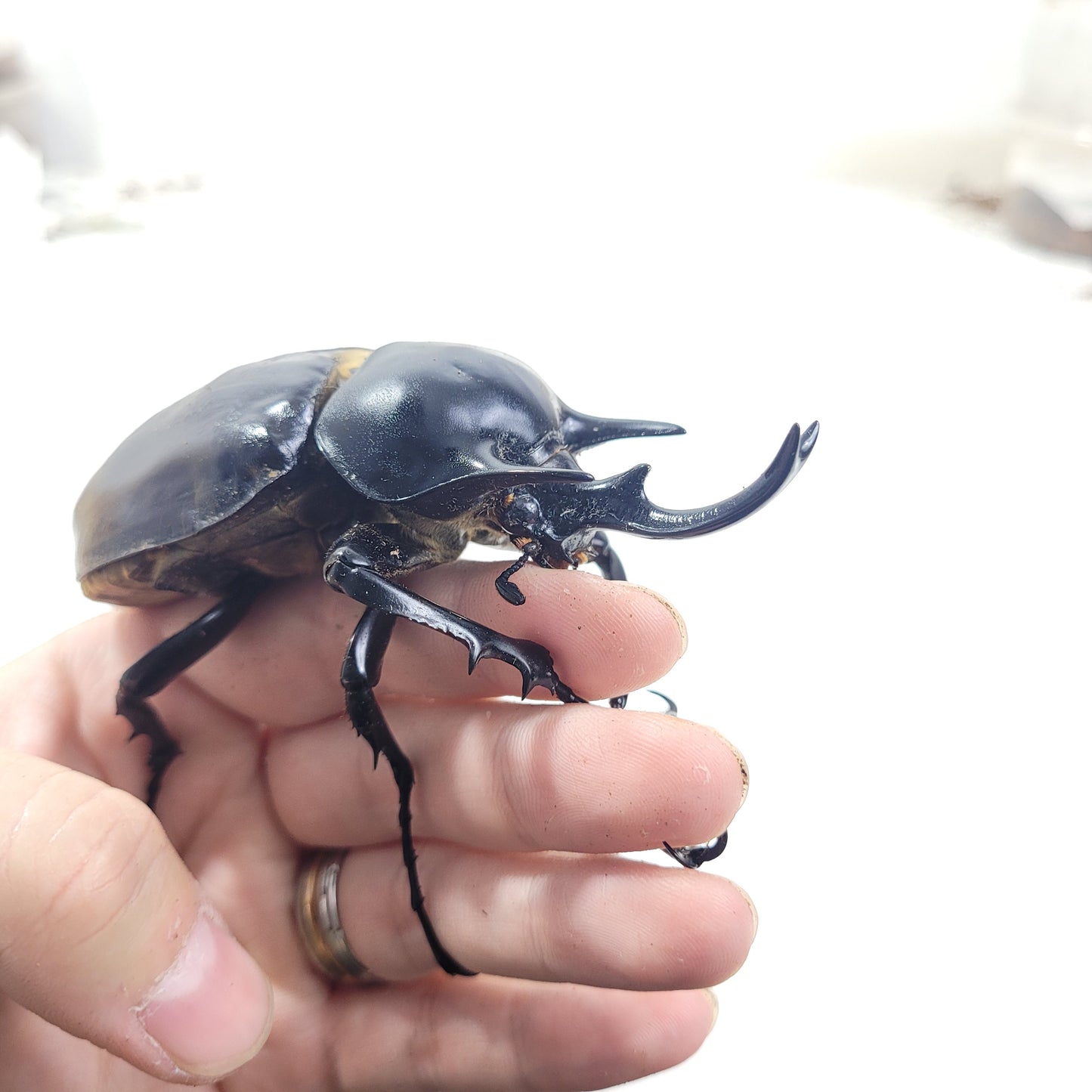 Actaeon Beetle (Megasoma actaeon)
