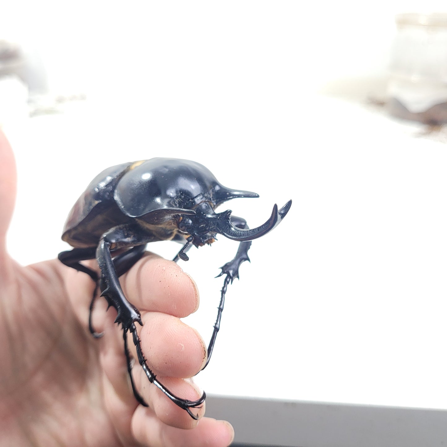 Actaeon Beetle (Megasoma actaeon)