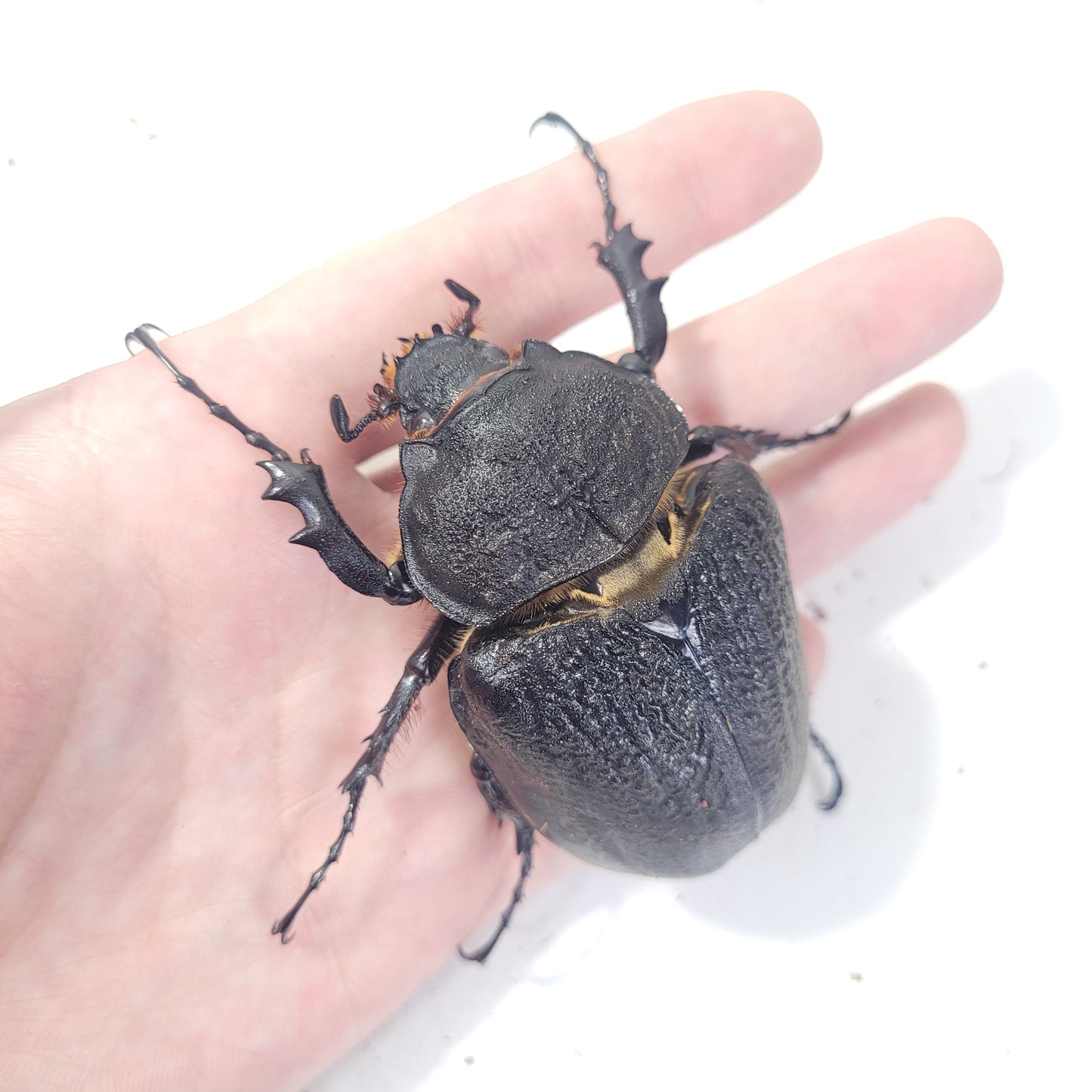 Actaeon Beetle (Megasoma actaeon)