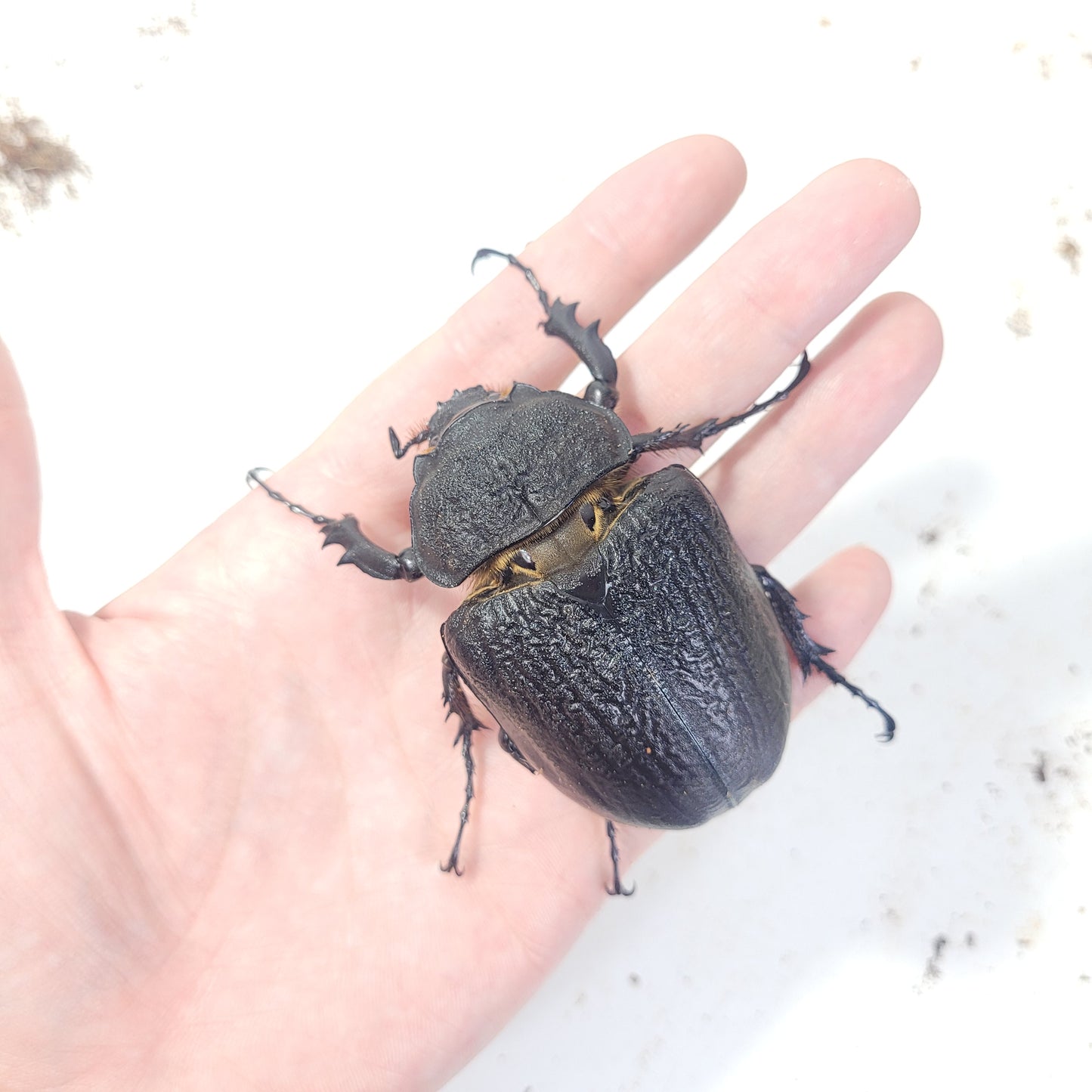Actaeon Beetle (Megasoma actaeon)