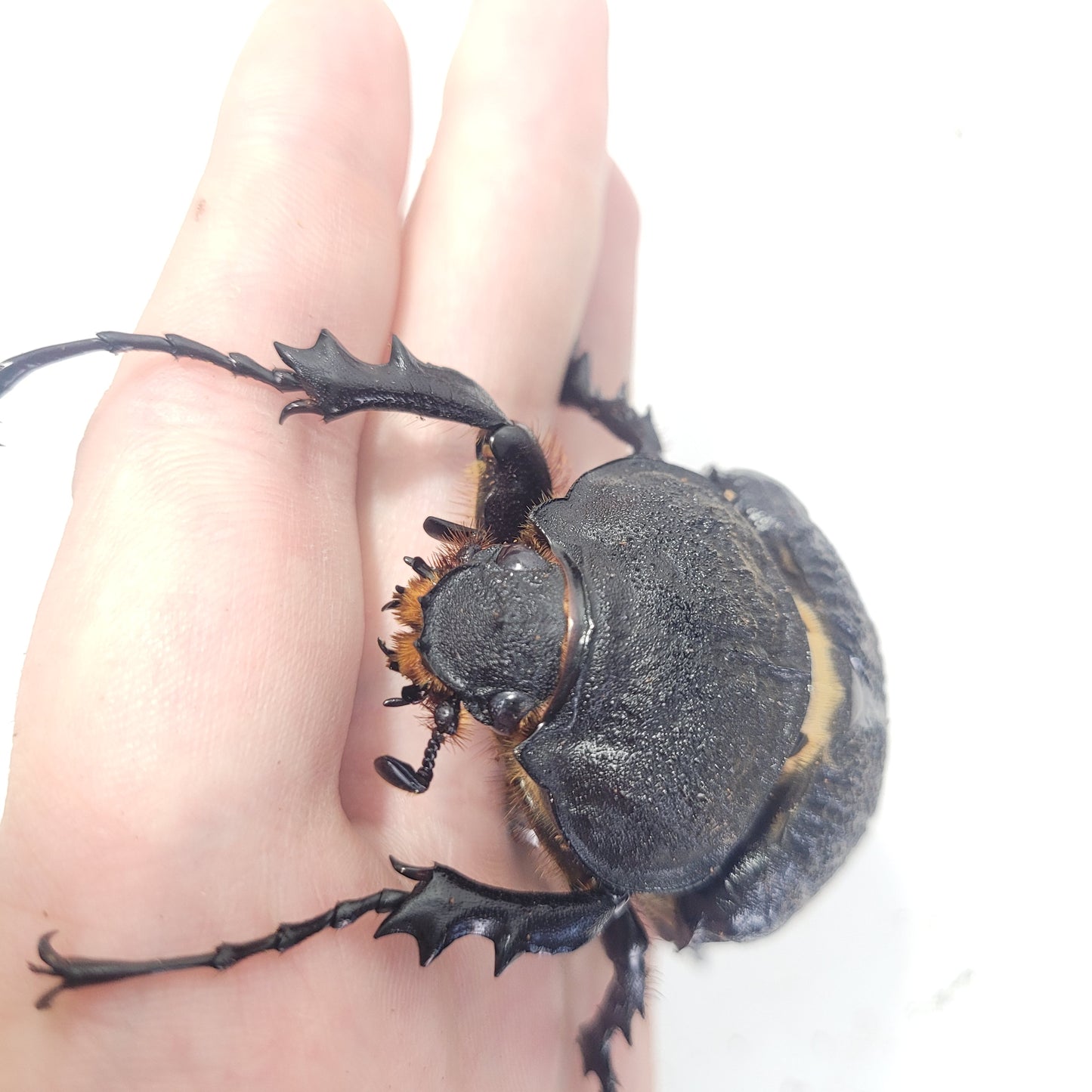 Actaeon Beetle (Megasoma actaeon)