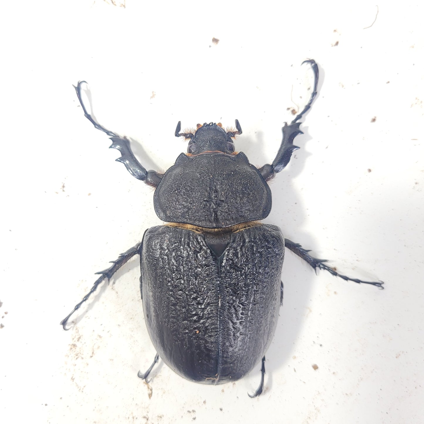 Actaeon Beetle (Megasoma actaeon)