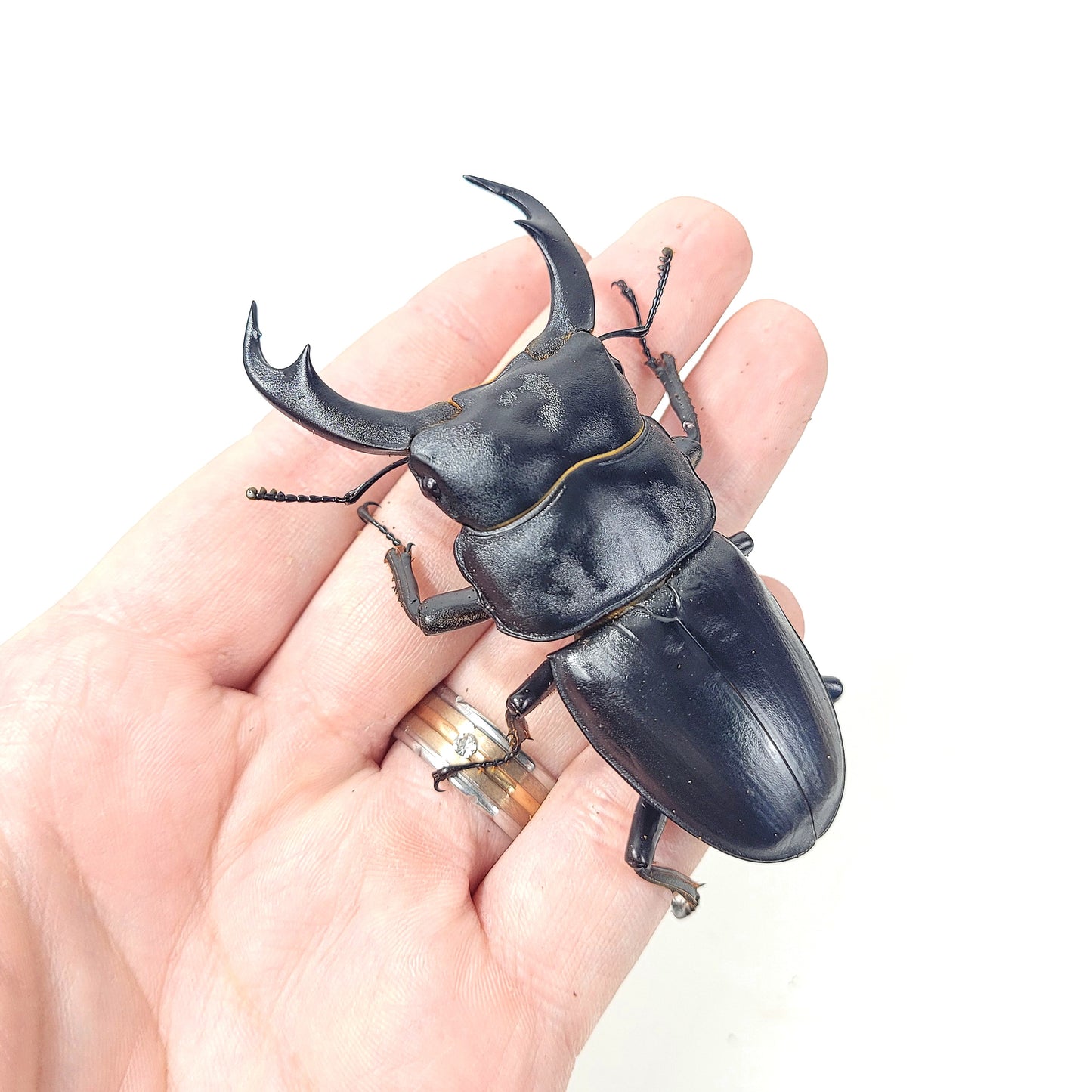 Narrow-Jawed Stag Beetle (Dorcus schenklingi)
