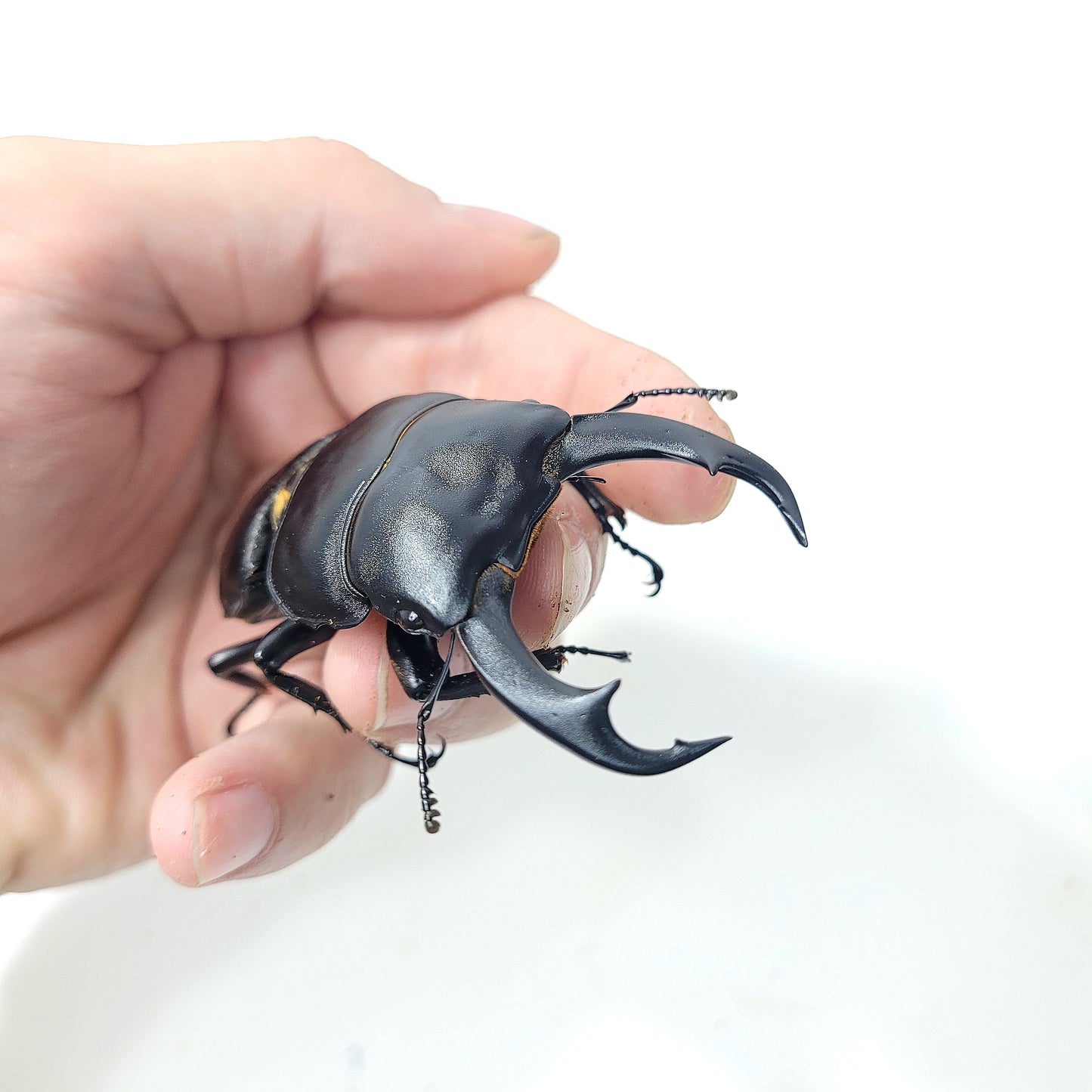 Narrow-Jawed Stag Beetle (Dorcus schenklingi)