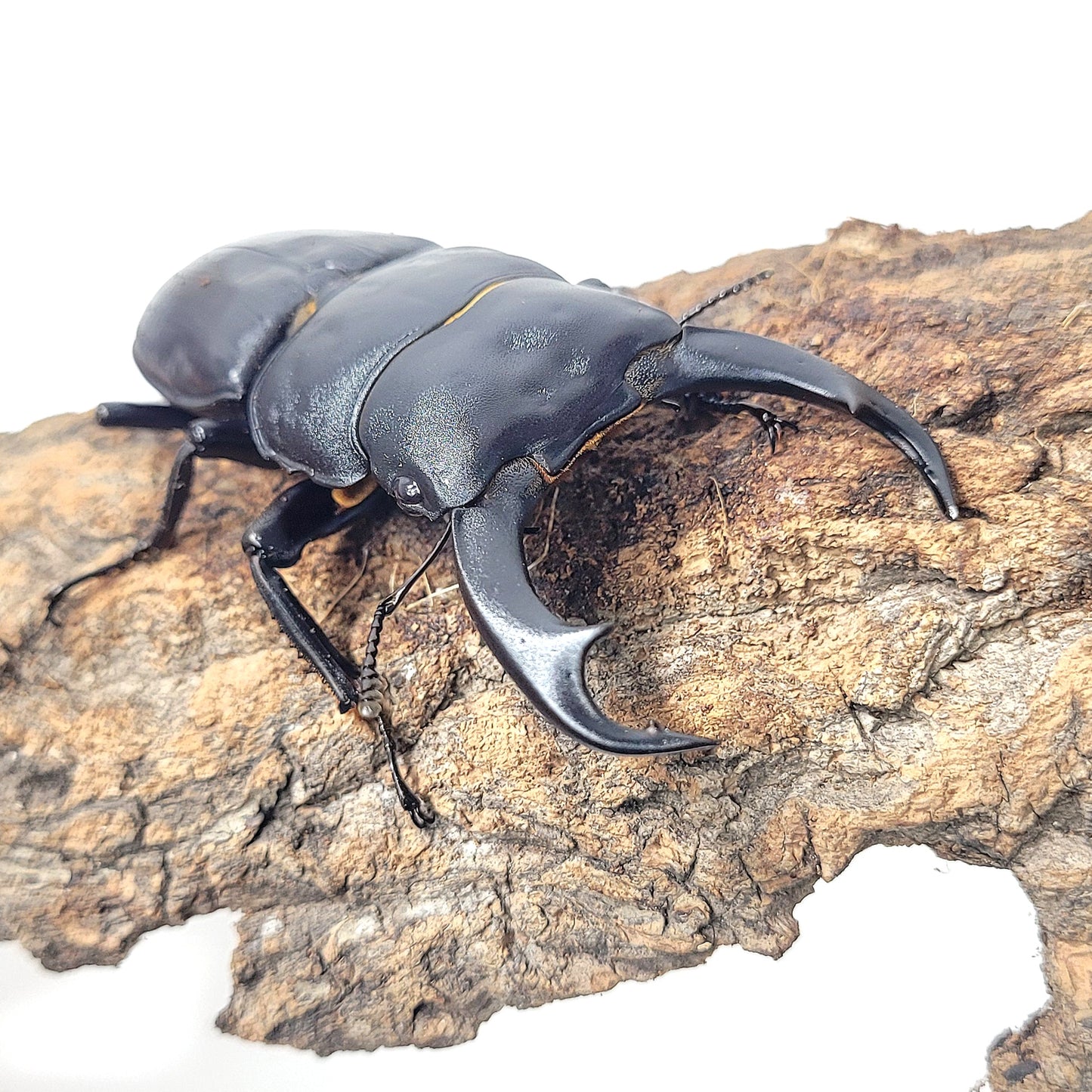 Narrow-Jawed Stag Beetle (Dorcus schenklingi)