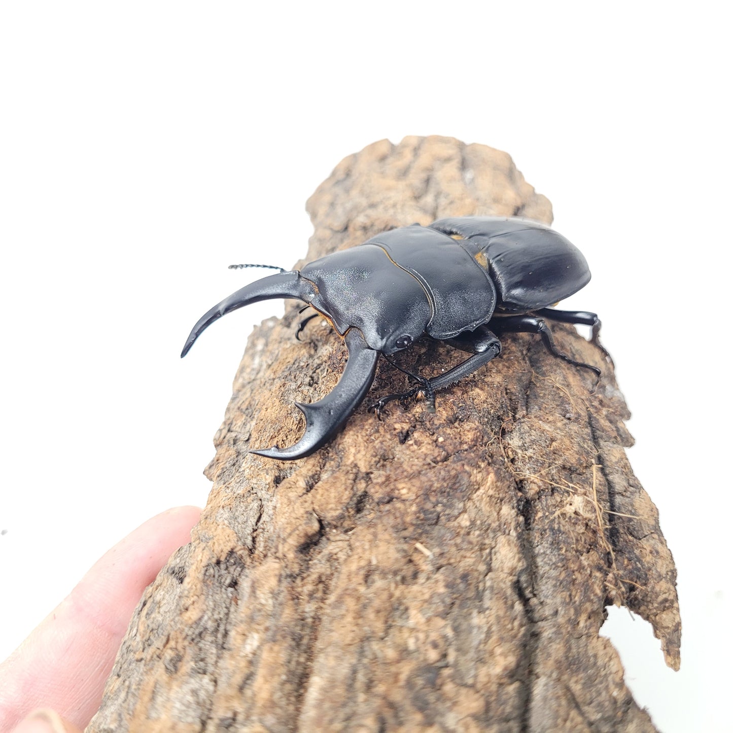 Narrow-Jawed Stag Beetle (Dorcus schenklingi)