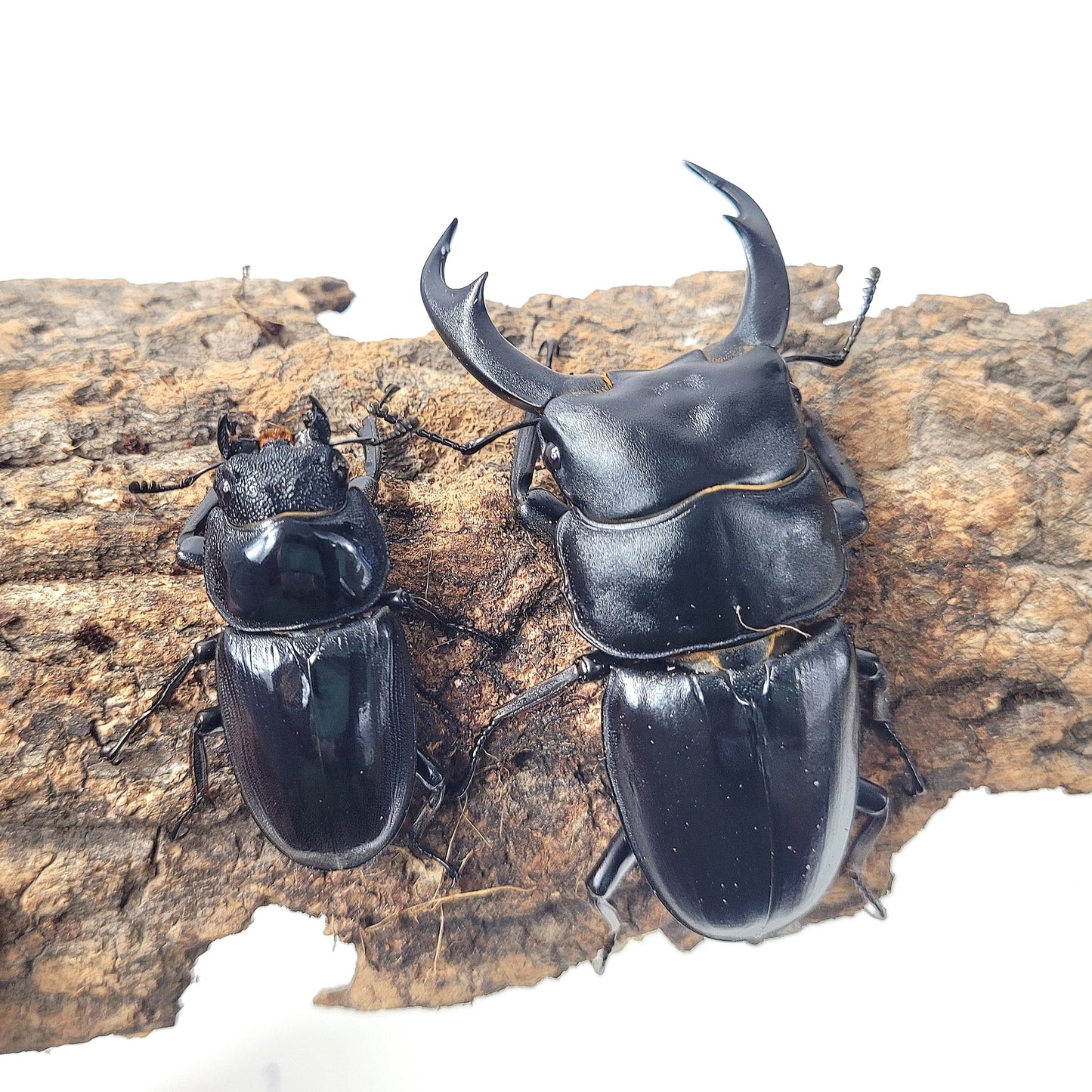 Narrow-Jawed Stag Beetle (Dorcus schenklingi)