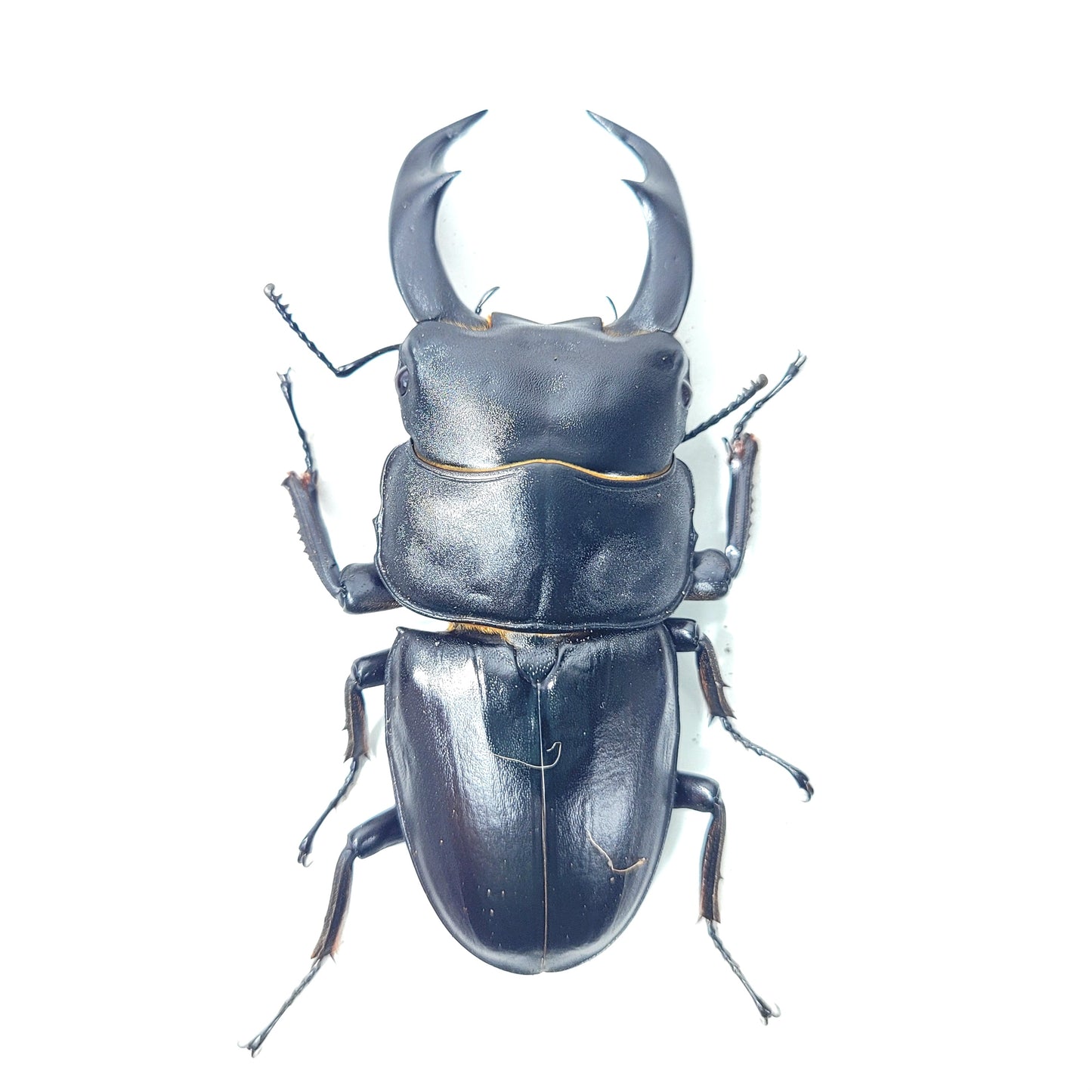 Narrow-Jawed Stag Beetle (Dorcus schenklingi)