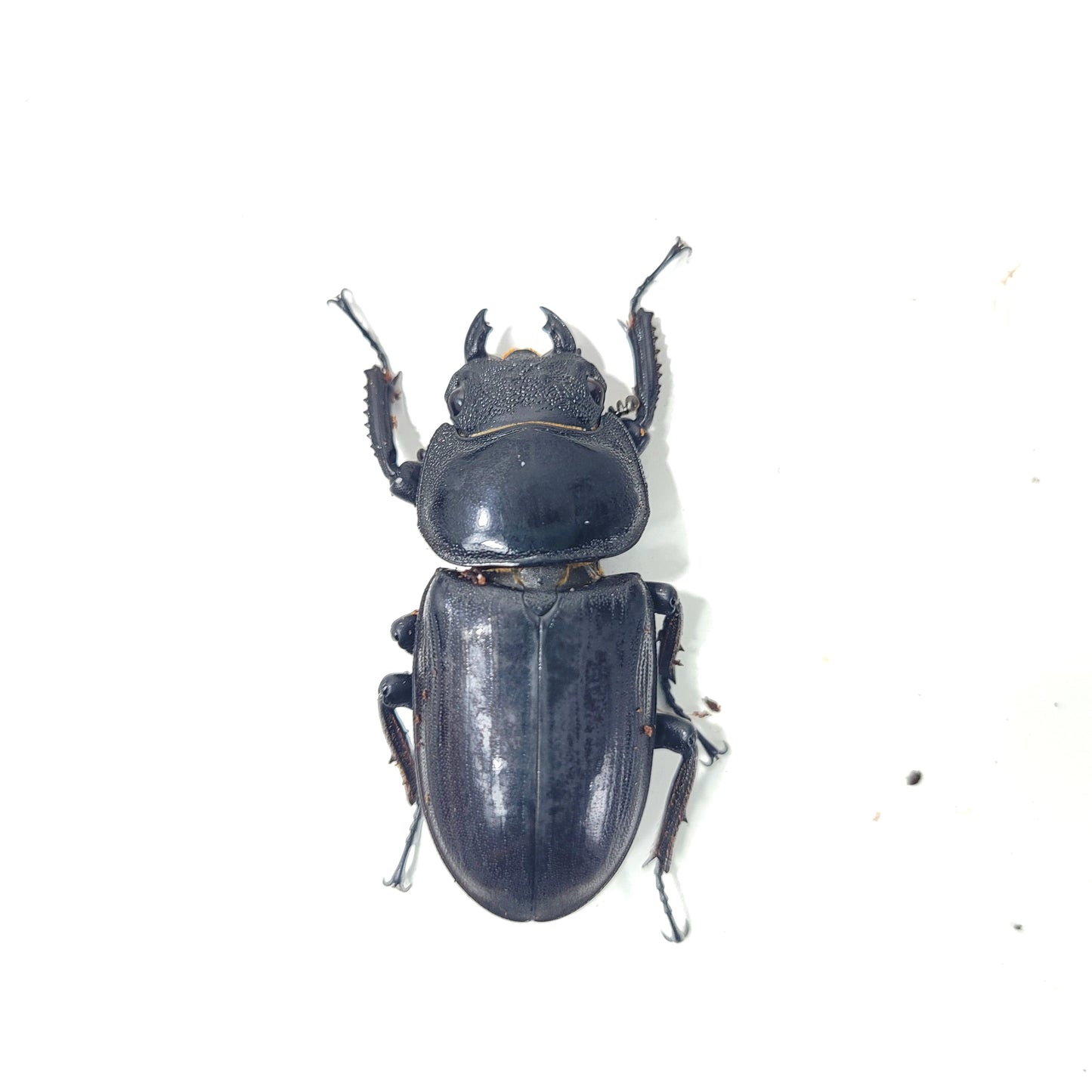 Narrow-Jawed Stag Beetle (Dorcus schenklingi)