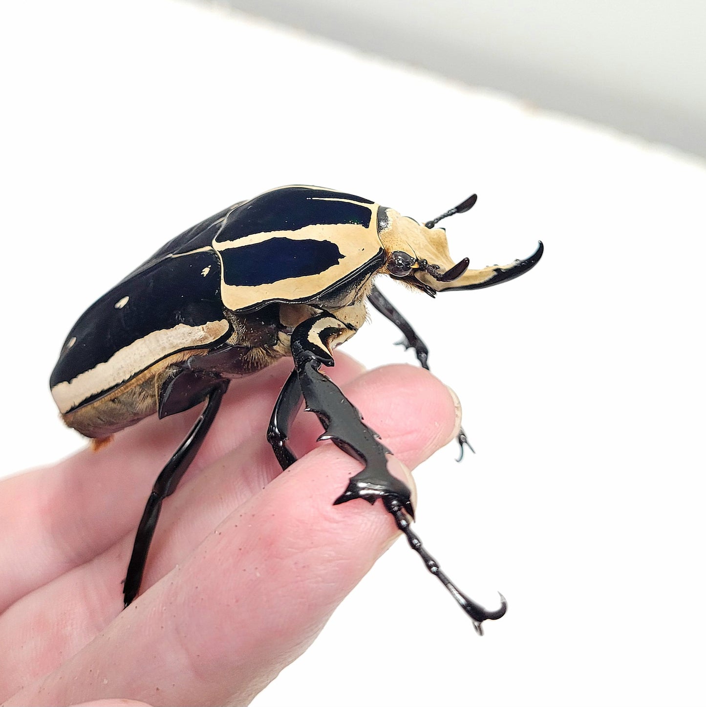 Giant Flower Beetle (Mecynorhina torquata ugandensis) (Blue)