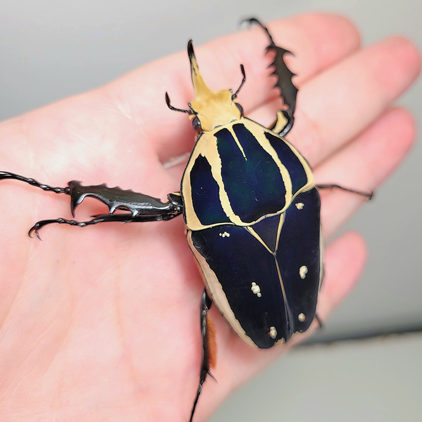 Giant Flower Beetle (Mecynorhina torquata ugandensis) (Blue)