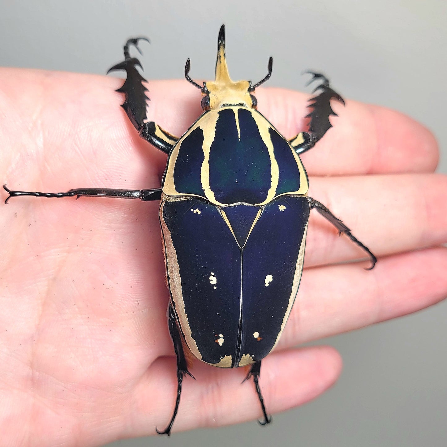 Giant Flower Beetle (Mecynorhina torquata ugandensis) (Blue)
