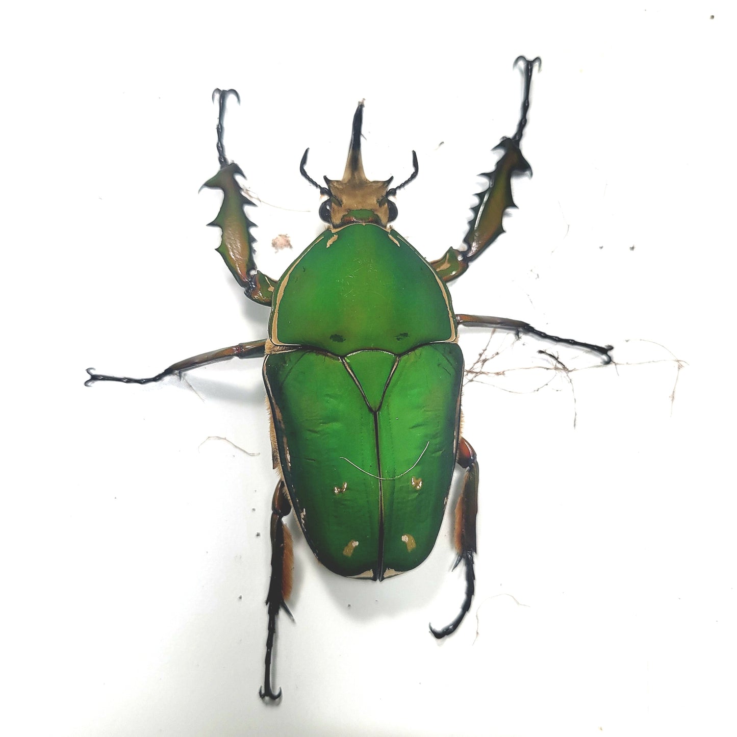 Mecynorrhina torquata immaculicollis