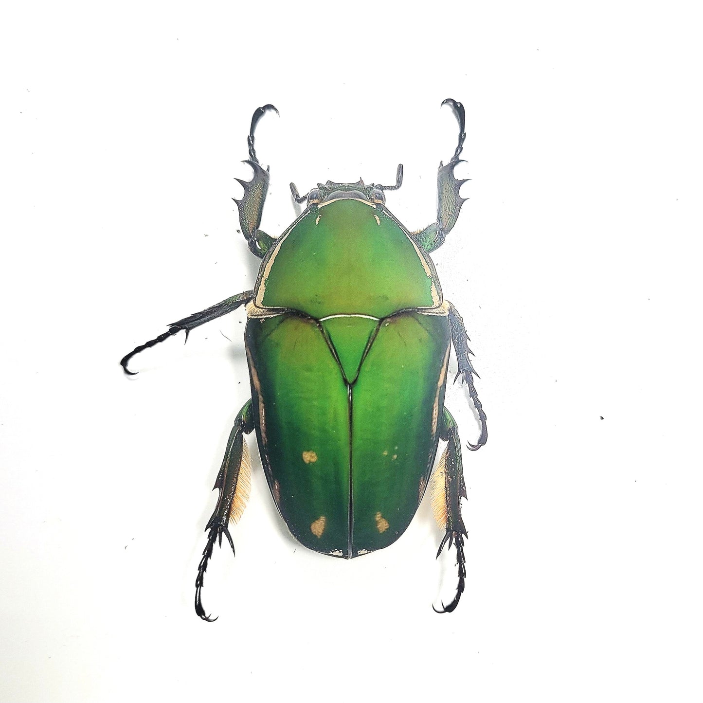 Mecynorrhina torquata immaculicollis