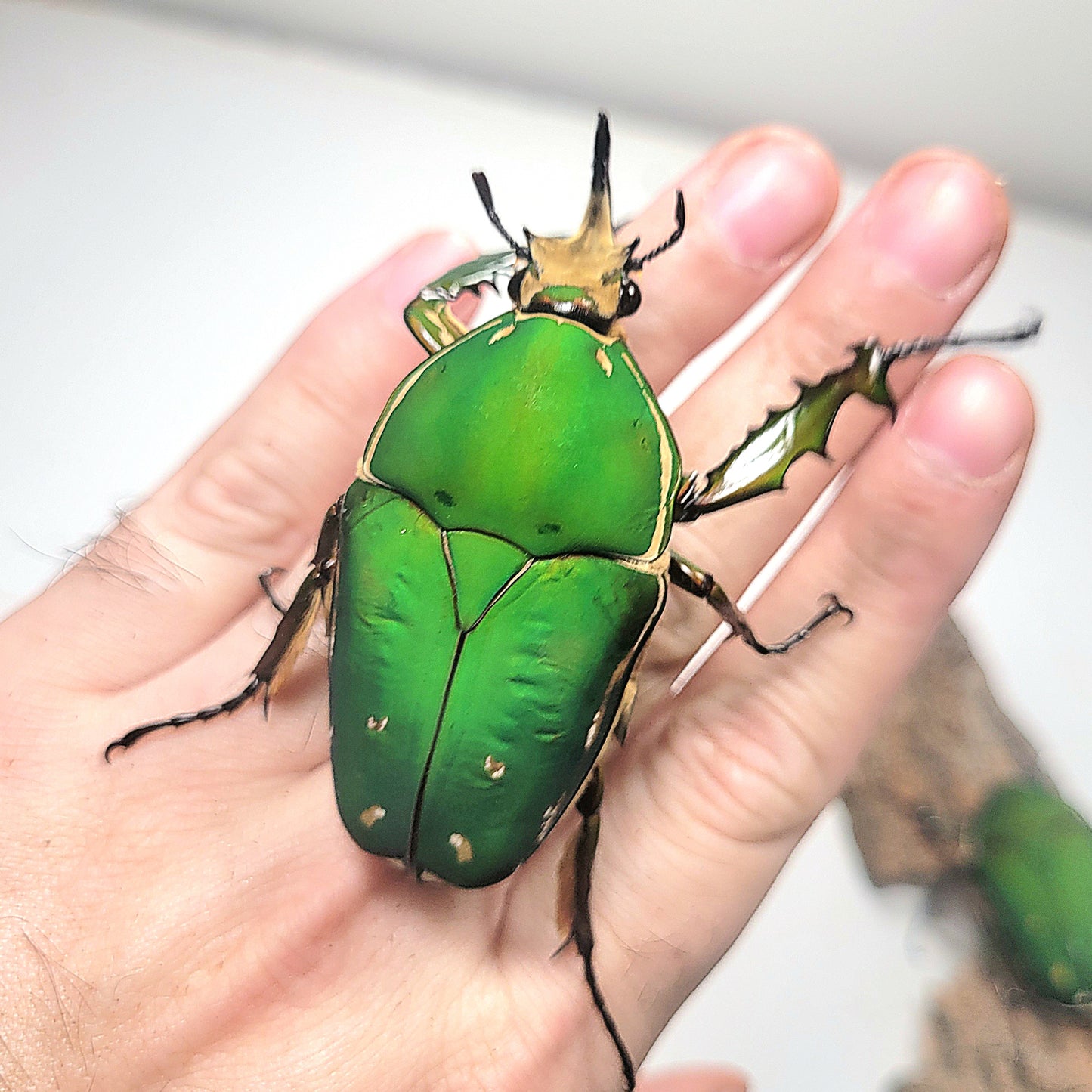 Mecynorrhina torquata immaculicollis