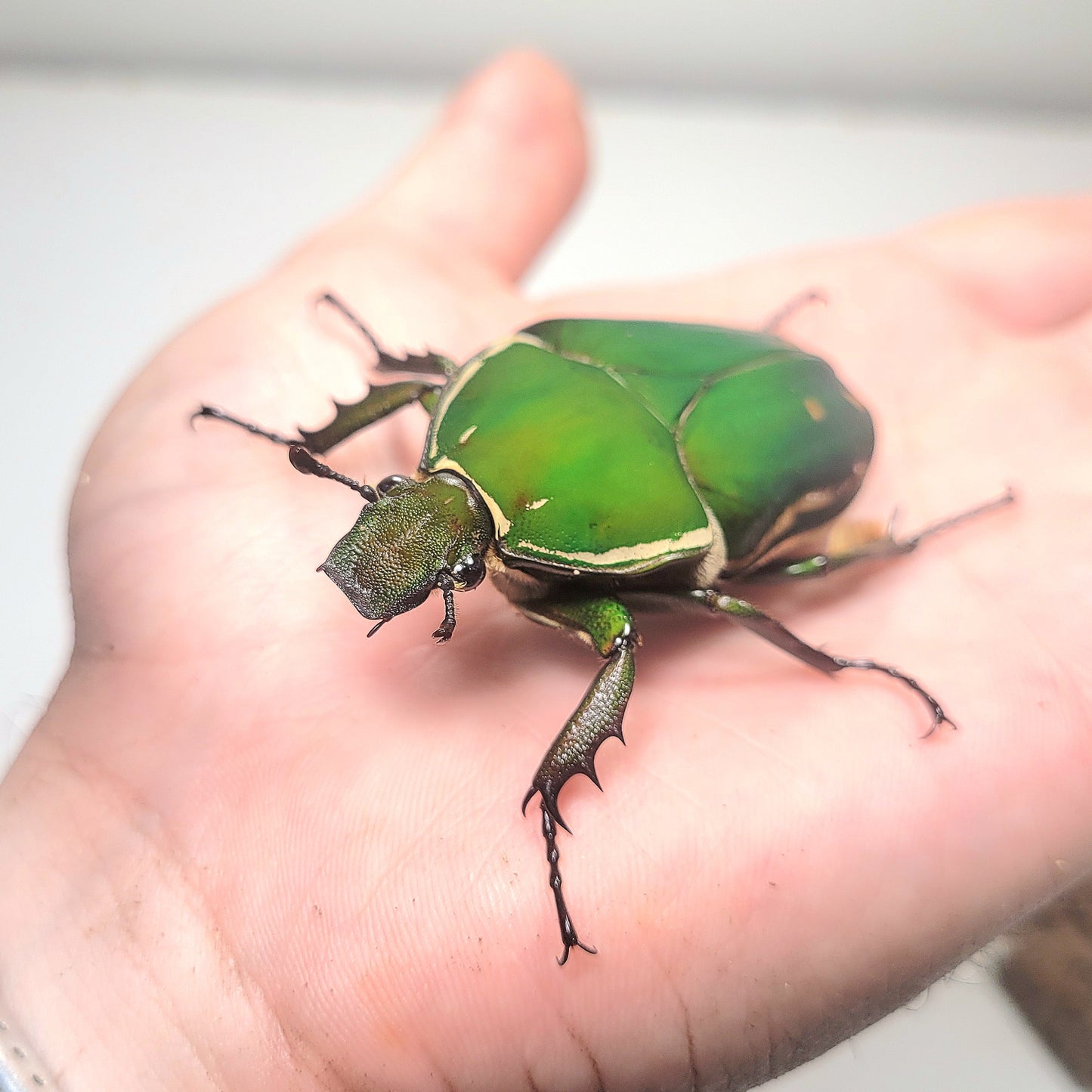 Mecynorrhina torquata immaculicollis