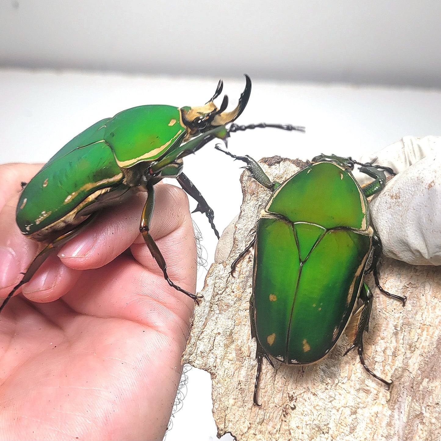 Mecynorrhina torquata immaculicollis