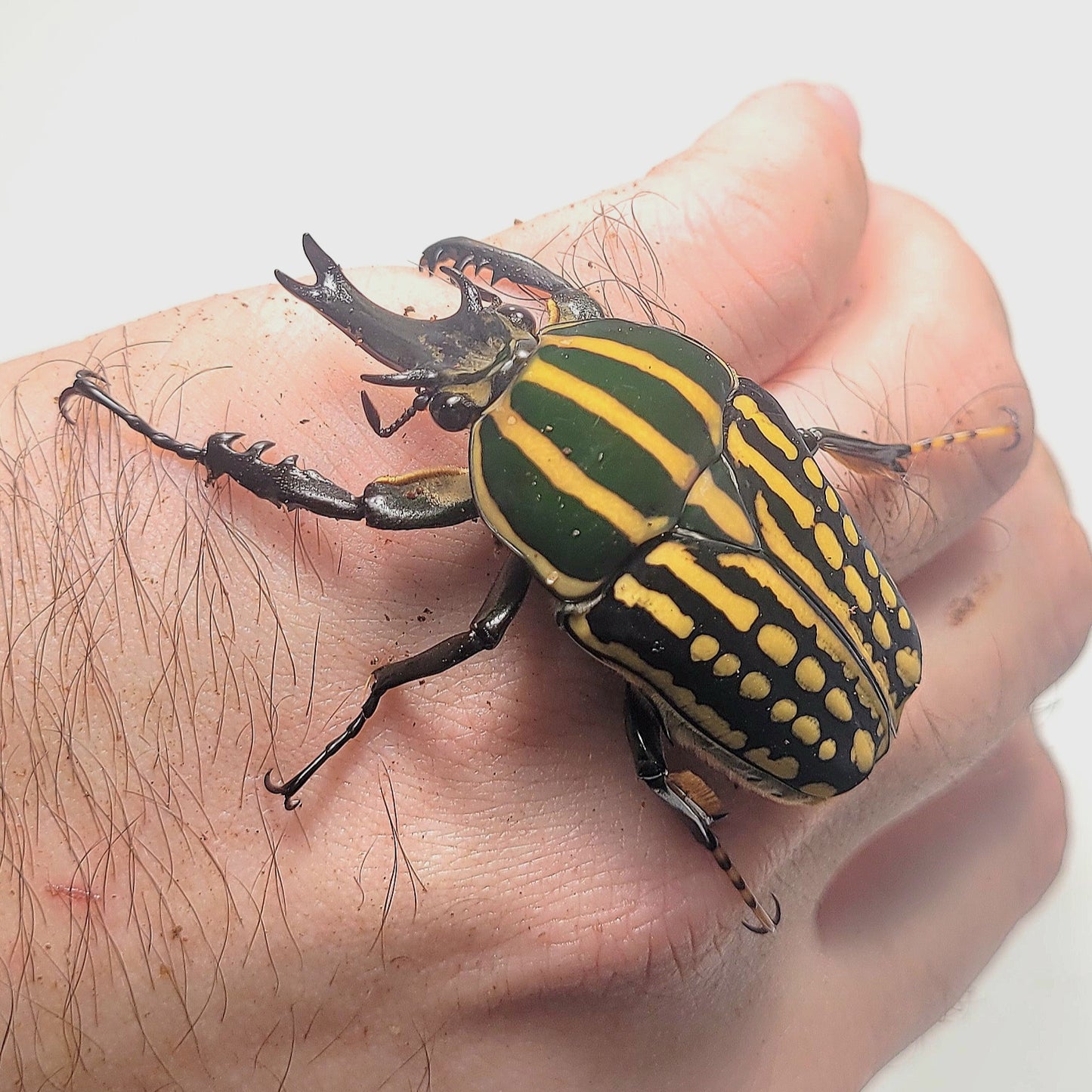 Mecynorhina savagei