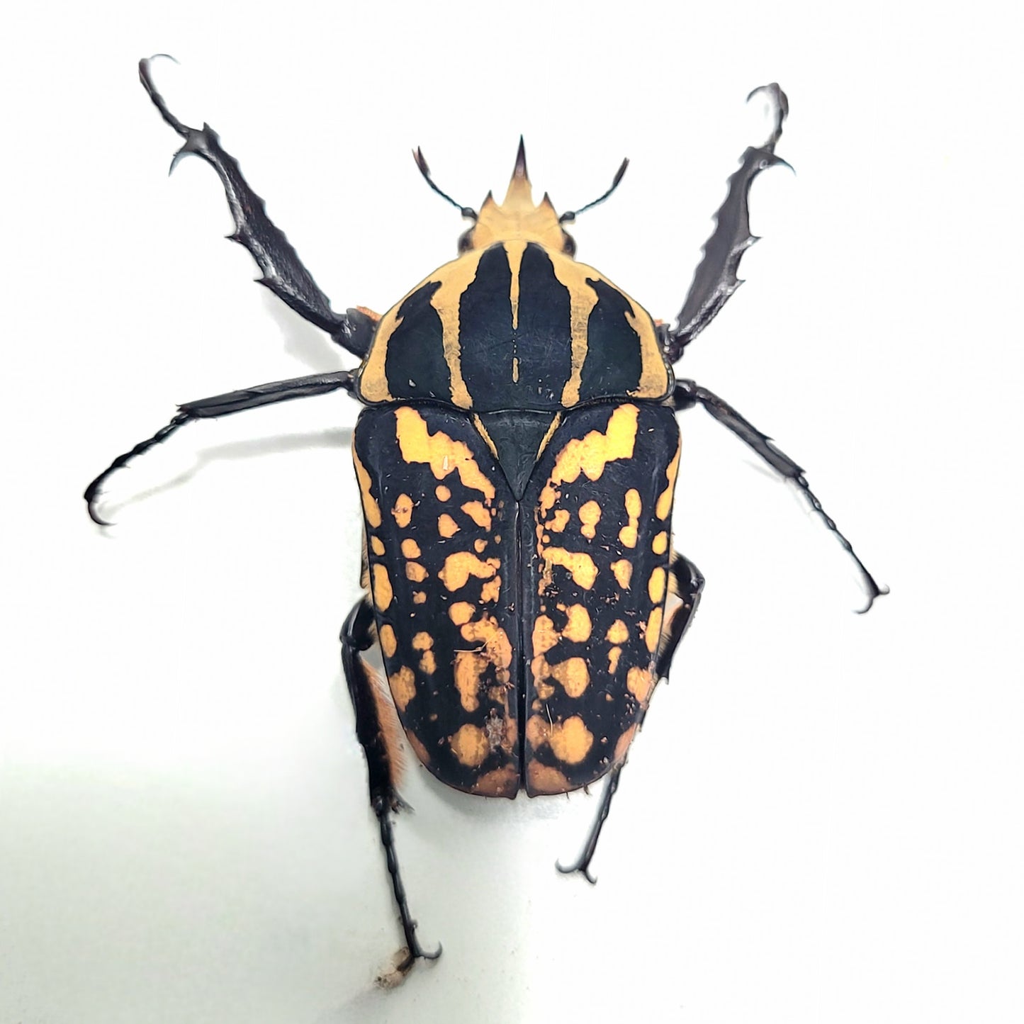 Oberthuri Flower Beetle (Mecynorhina oberthuri)