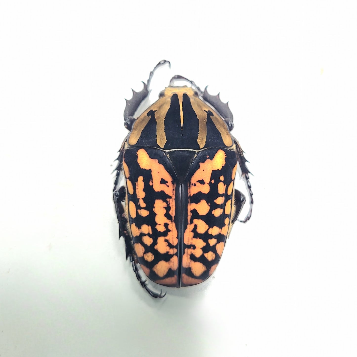 Oberthuri Flower Beetle (Mecynorhina oberthuri)