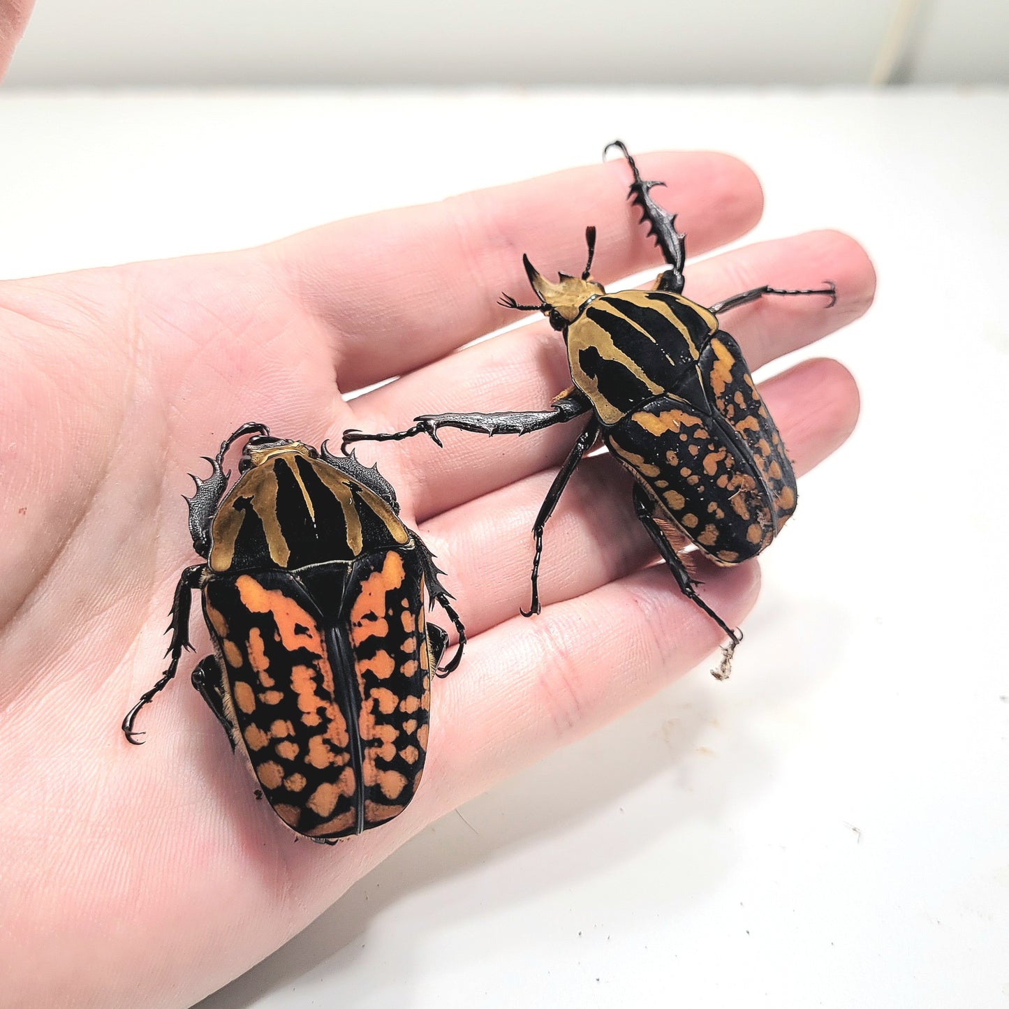 Oberthuri Flower Beetle (Mecynorhina oberthuri)