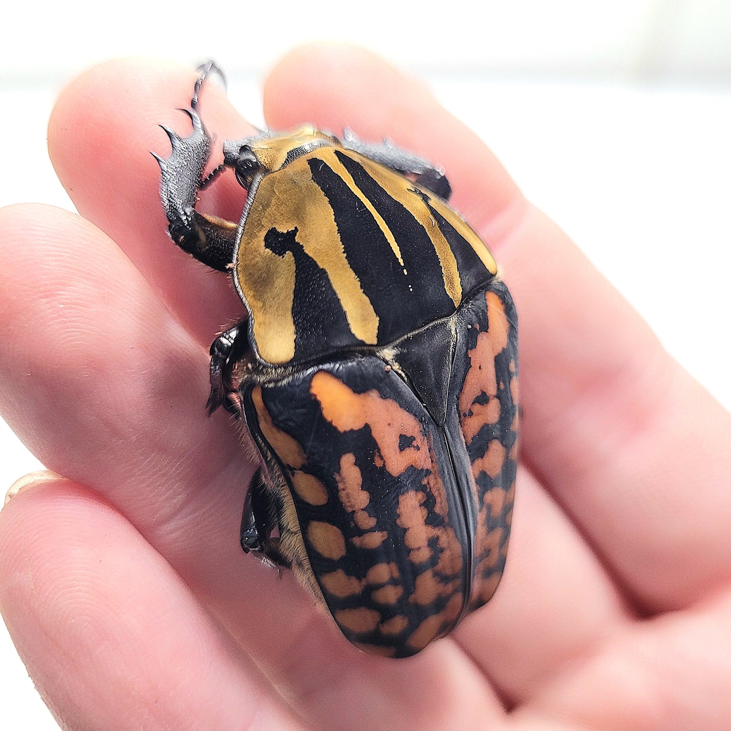 Oberthuri Flower Beetle (Mecynorhina oberthuri)