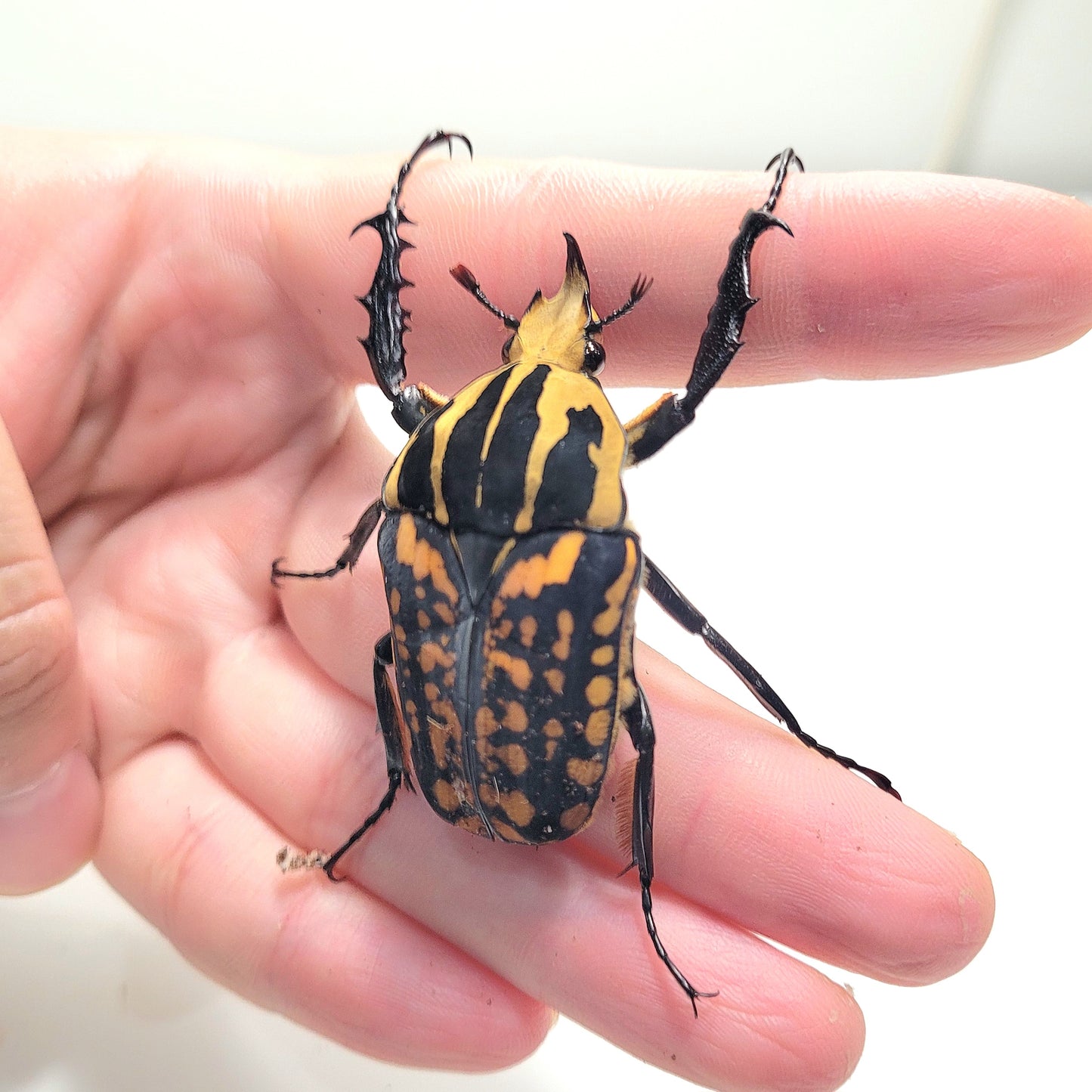 Oberthuri Flower Beetle (Mecynorhina oberthuri)