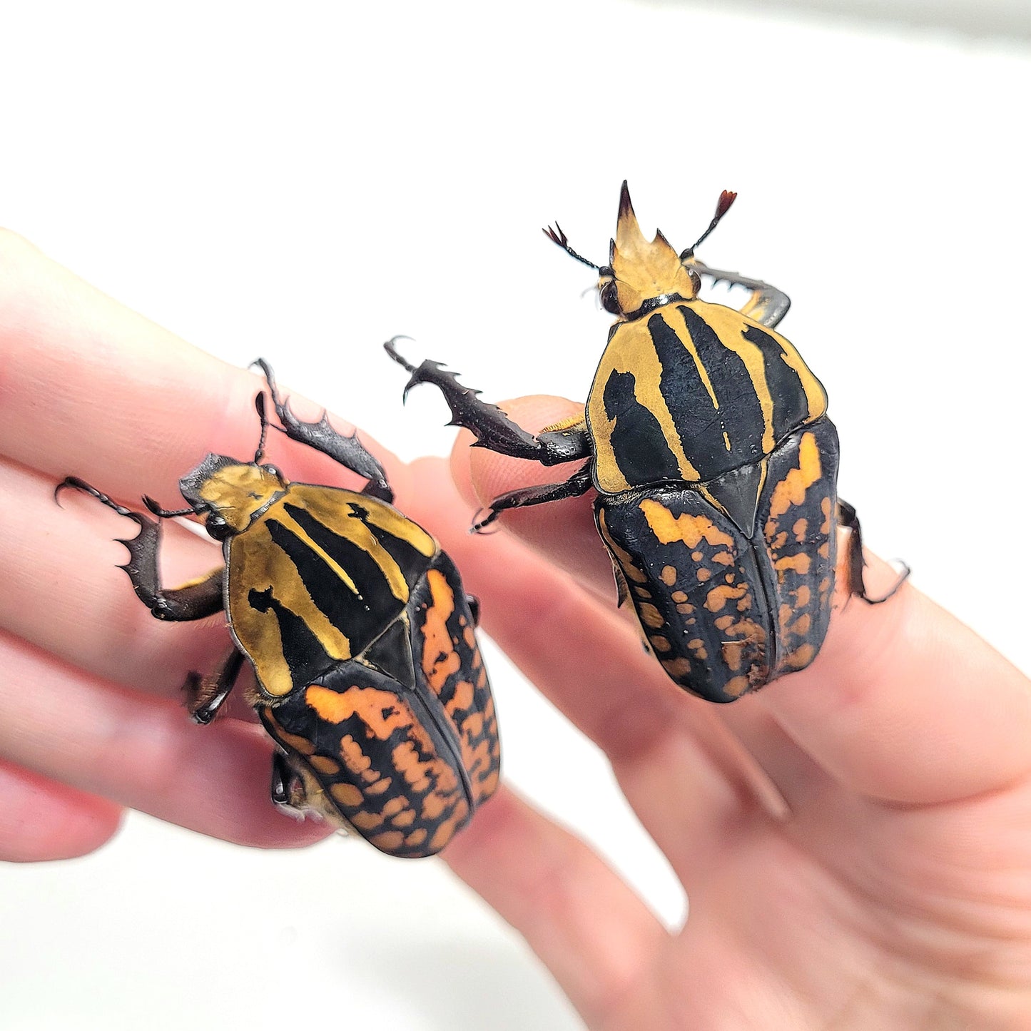 Oberthuri Flower Beetle (Mecynorhina oberthuri)