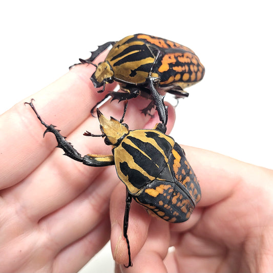 Oberthuri Flower Beetle (Mecynorhina oberthuri)