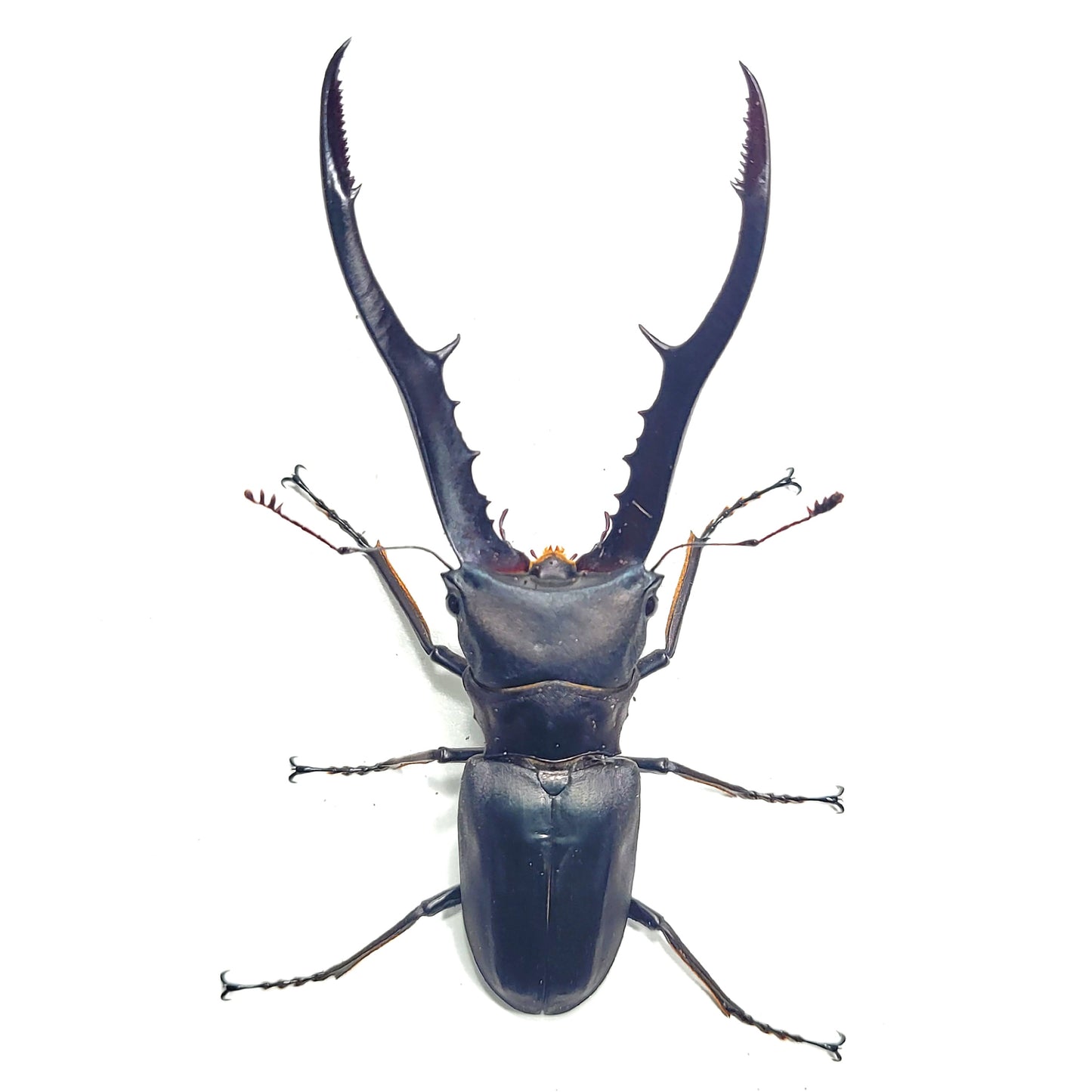 Metallic Stag Beetle (Cyclommatus metallifer finae)