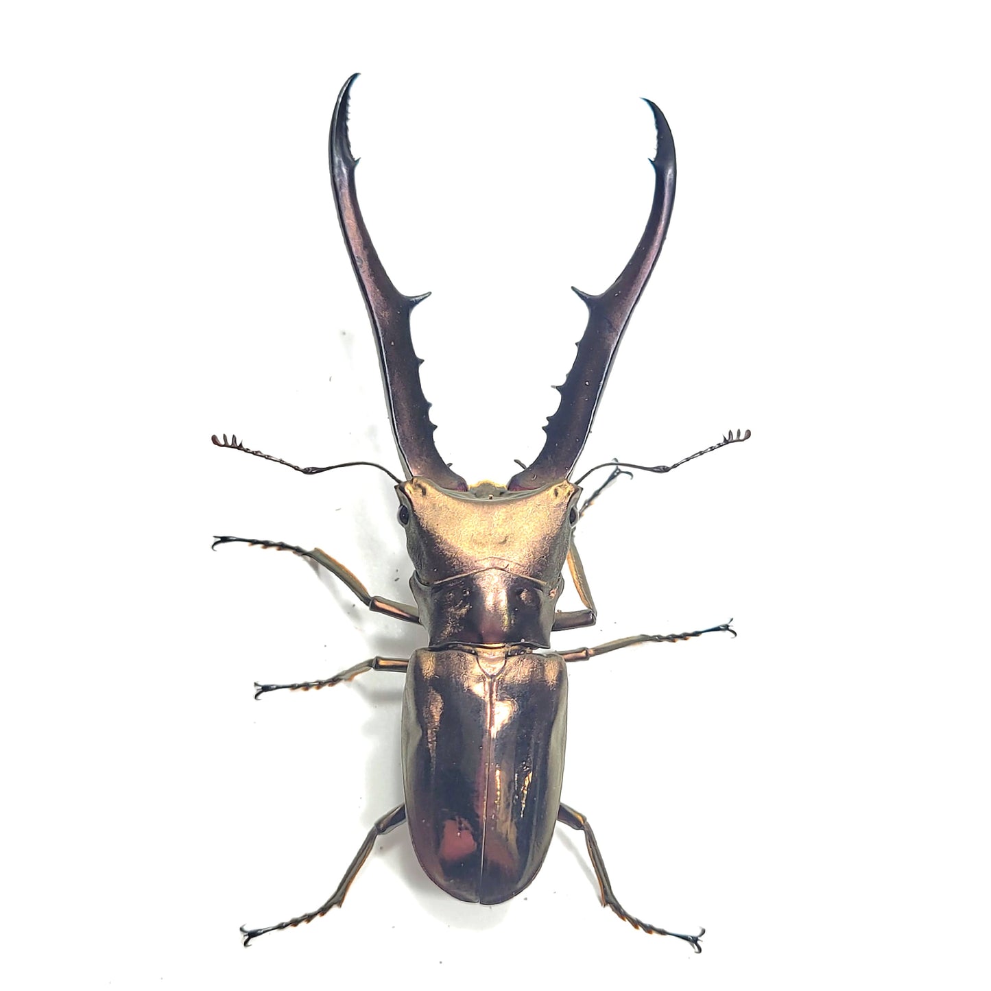 Metallic Stag Beetle (Cyclommatus metallifer finae)